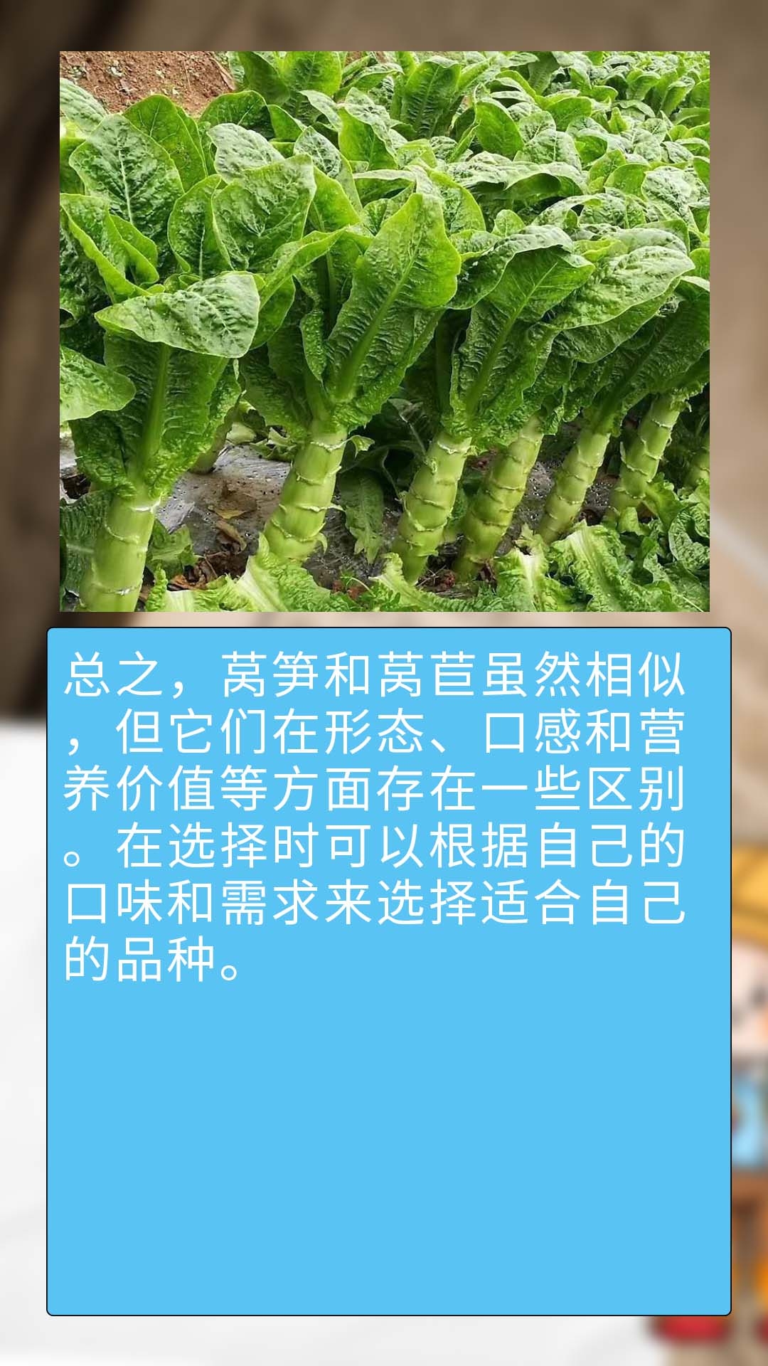 窝笋的种类介绍和图片图片