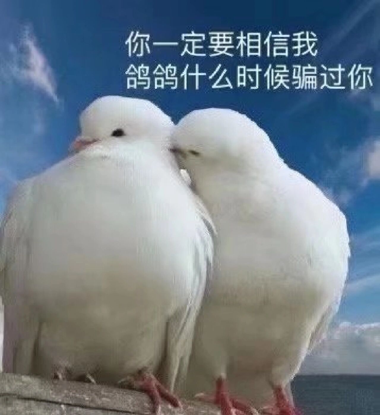 关于鸽子的表情包