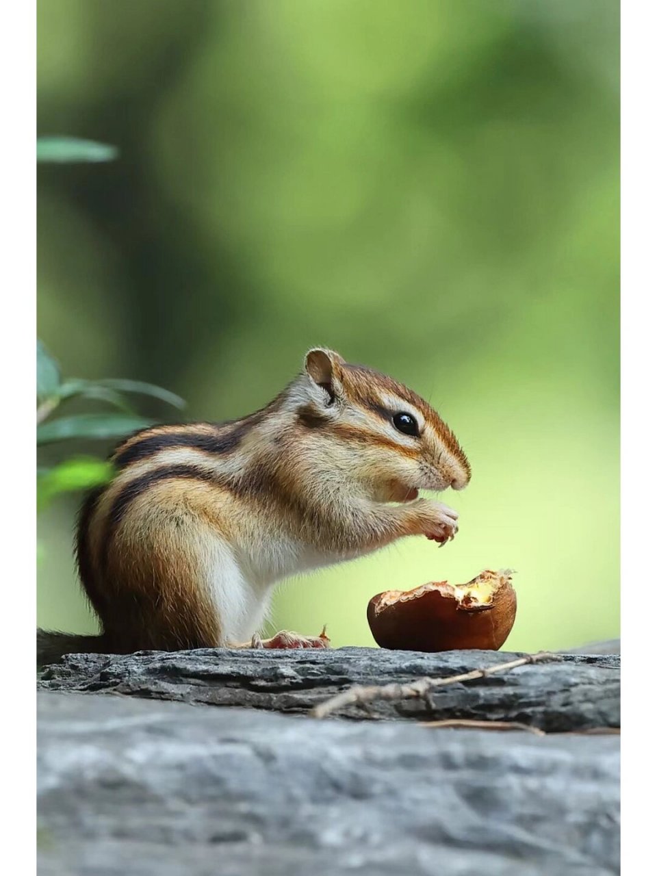 花栗鼠(学名:tamias,别称:金花鼠),松鼠科花栗鼠属动物