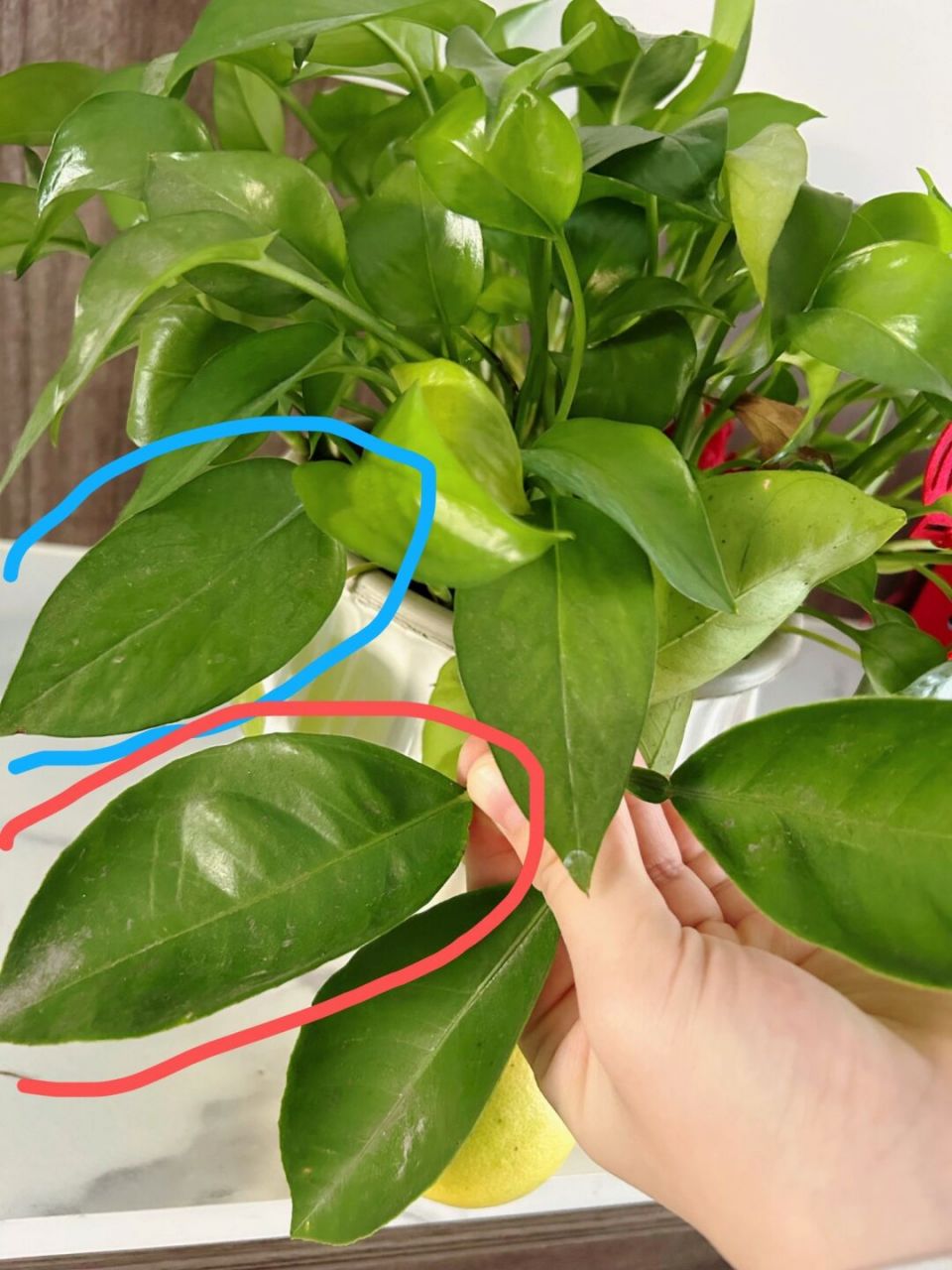 但看看图二图三蓝色圈的绿萝叶和红色的柚子叶,这相似度不说百分百