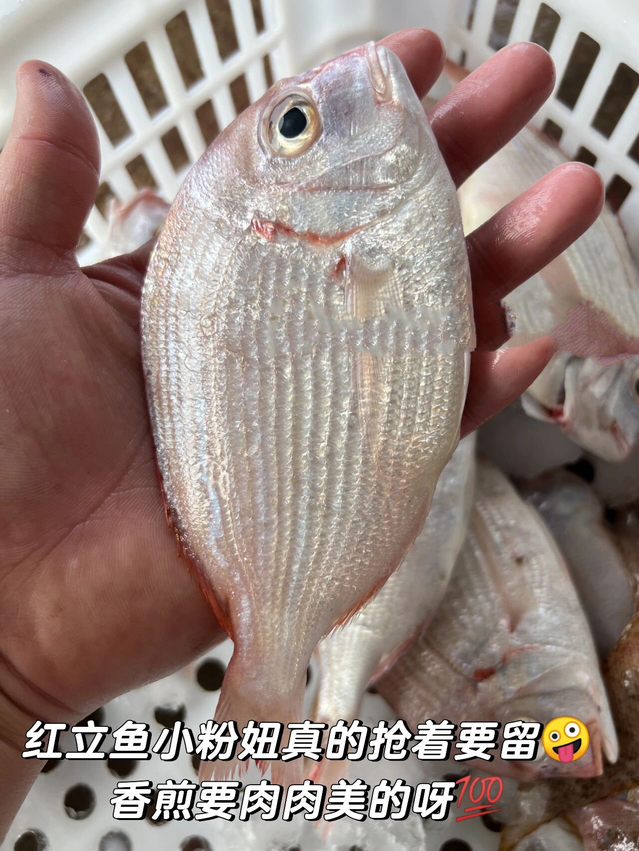 8月份应季海鲜海鱼九节虾剥皮鱼黄立鱼推荐  早安7715