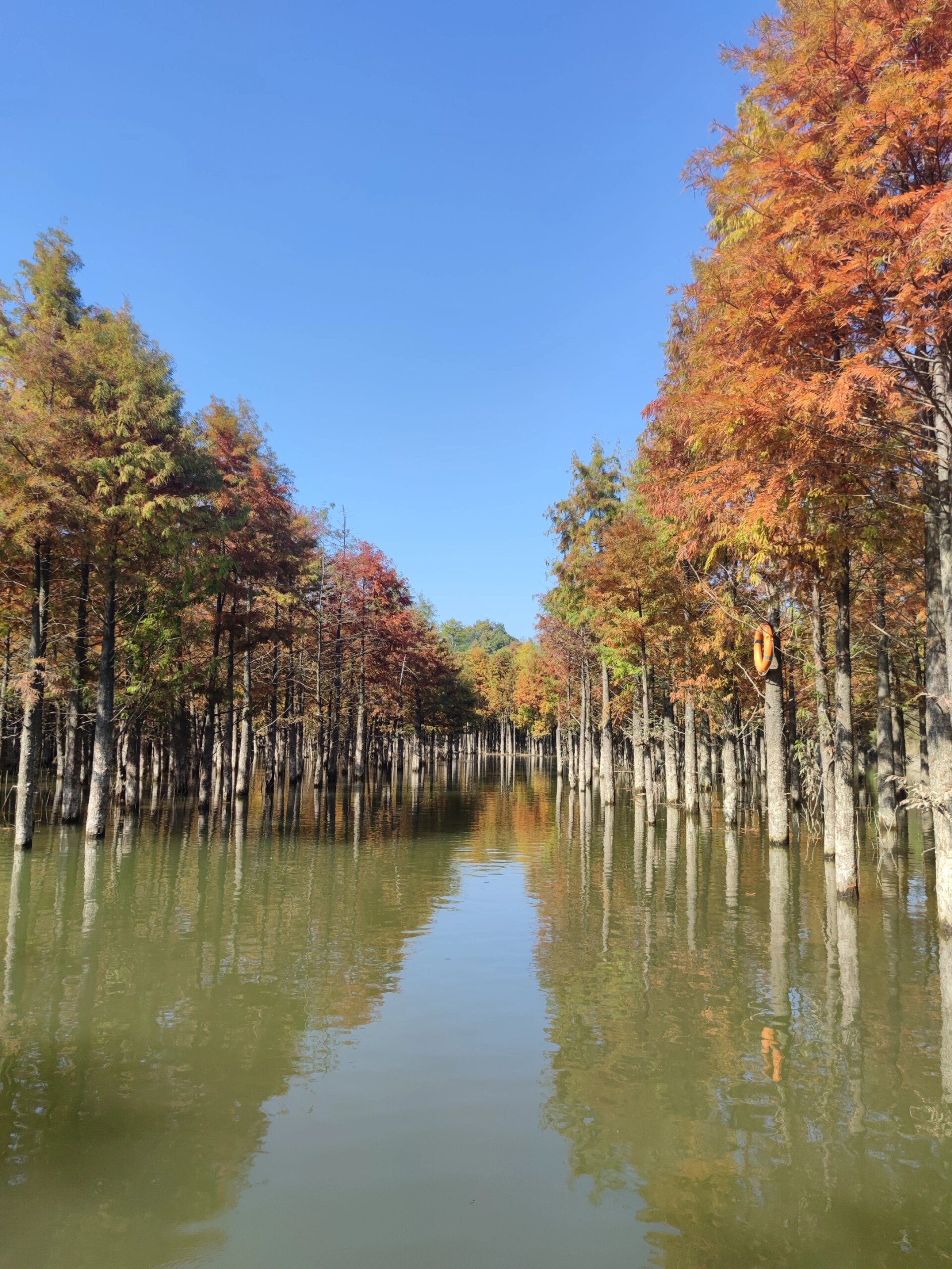 皖南川藏线红杉林景区图片