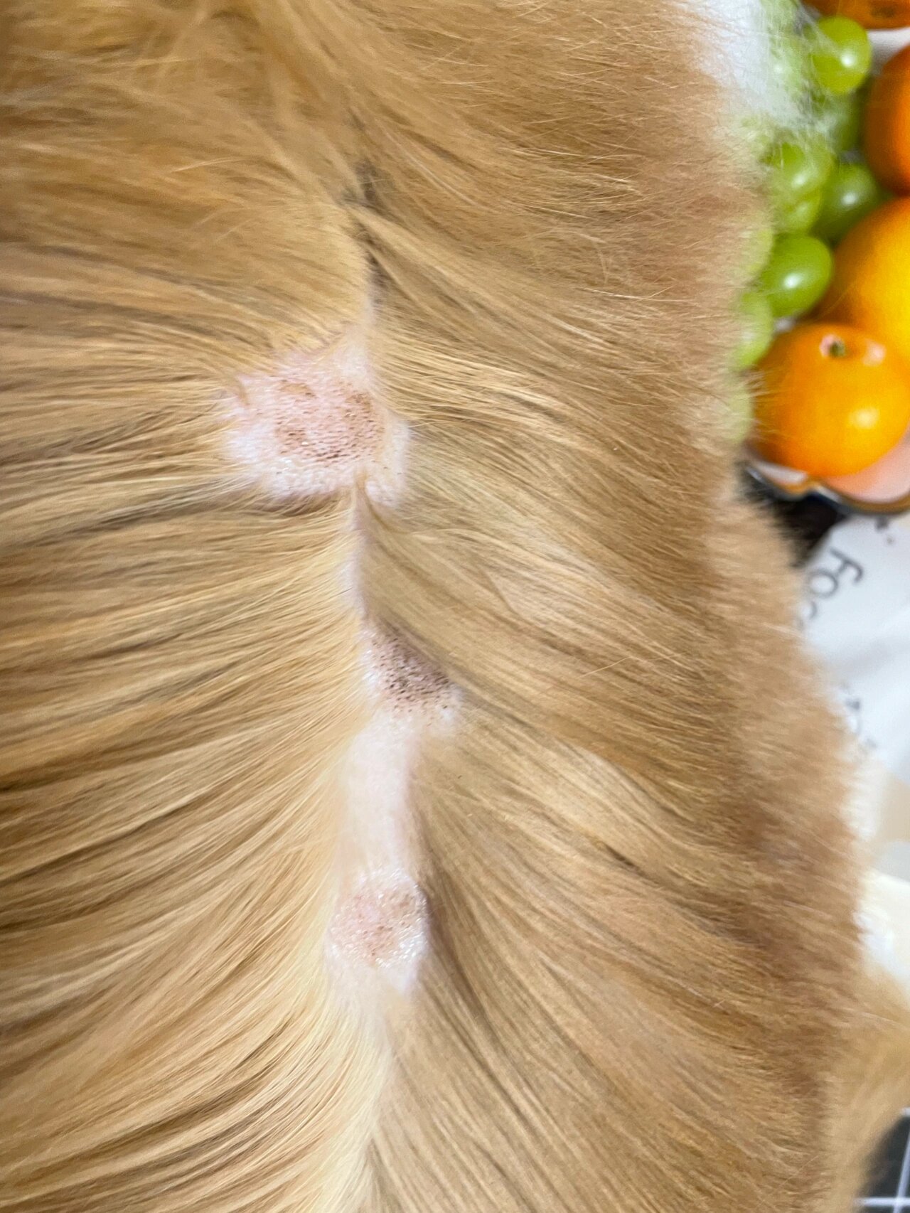 小猫咪背上长毛囊炎了