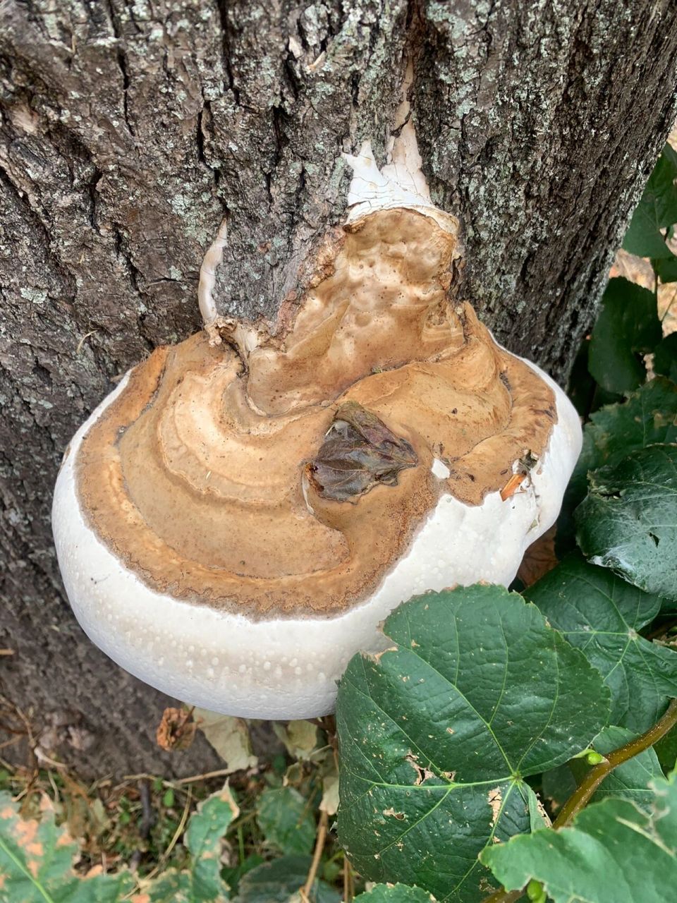 德国野生树舌灵芝要年份久远的药用价值高 科普一下: 德国树舌灵芝