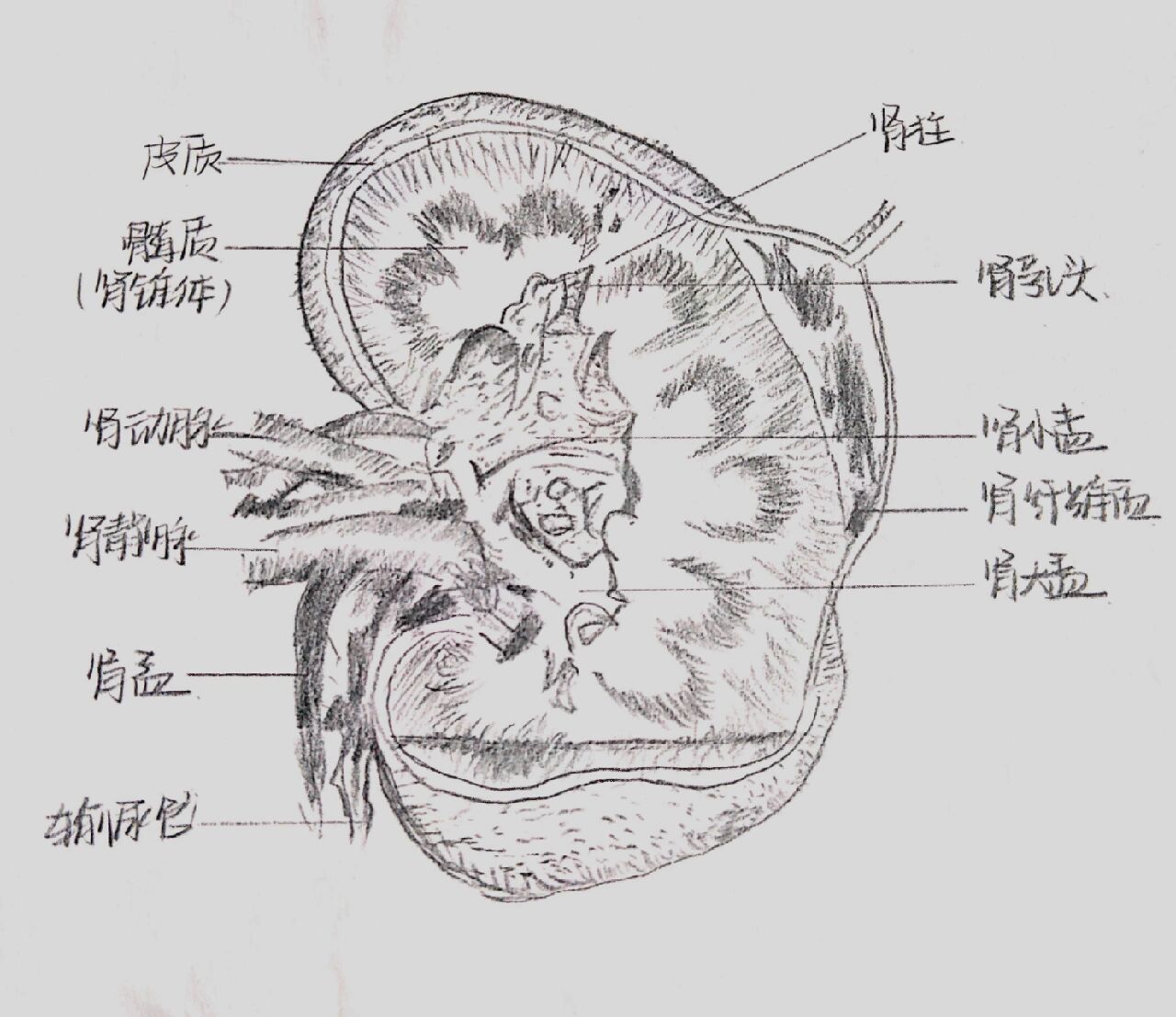 猪心解剖图及名称图片