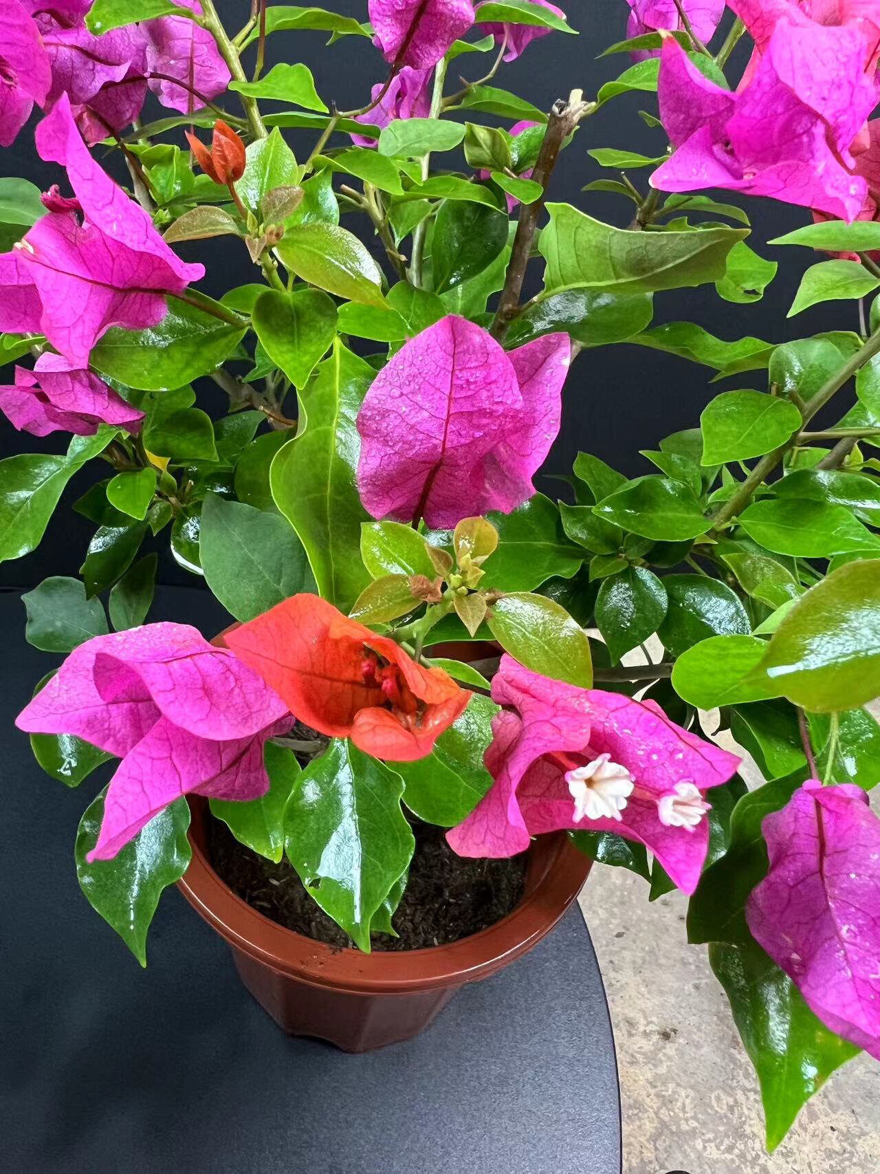 三角梅印度橙粉品种大花勤花如何一盆来出多 三角梅中勤花