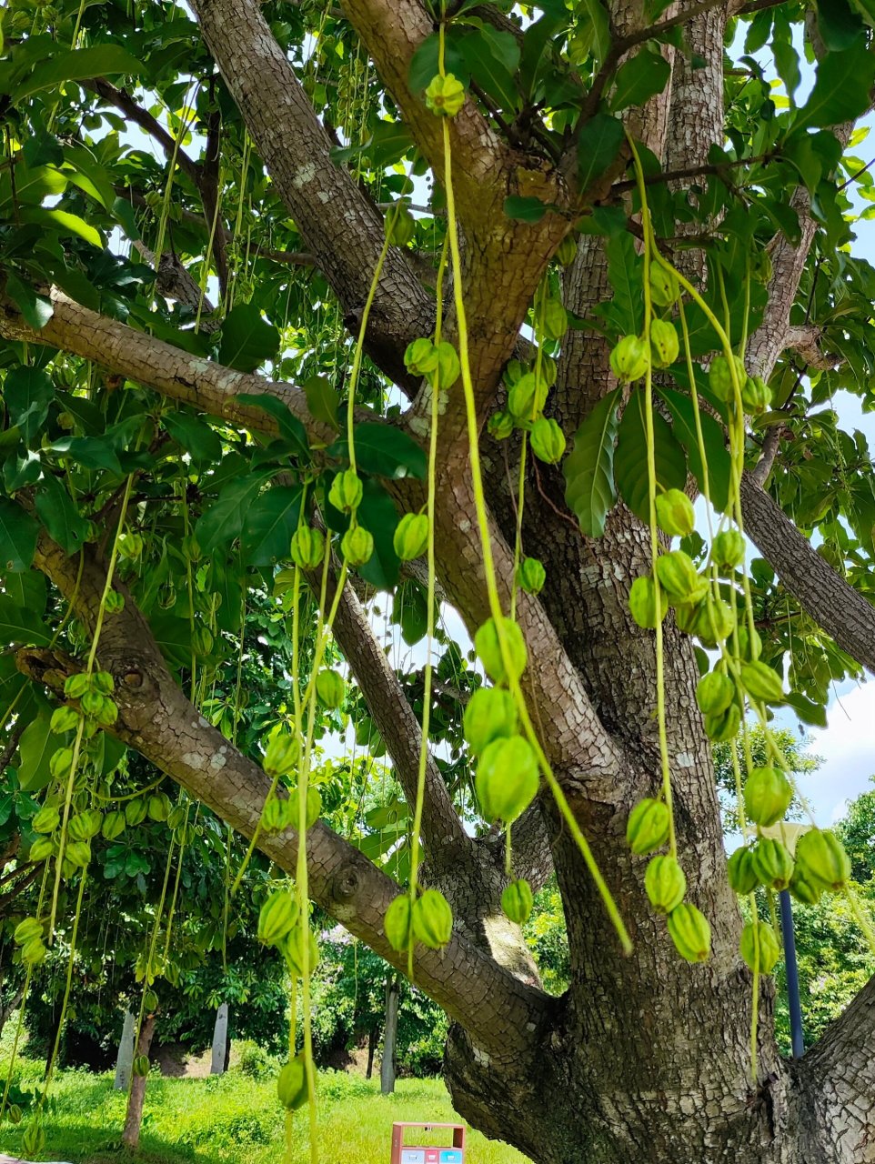 阳光下挂满了果实的玉蕊树