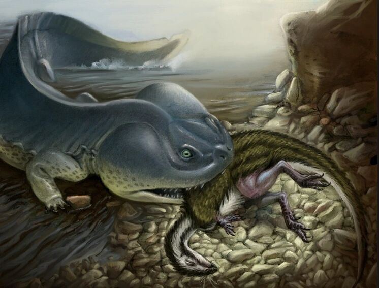 ,又名科尔鳄螈,巨蝾螈,是一种远古的蝾螈物种