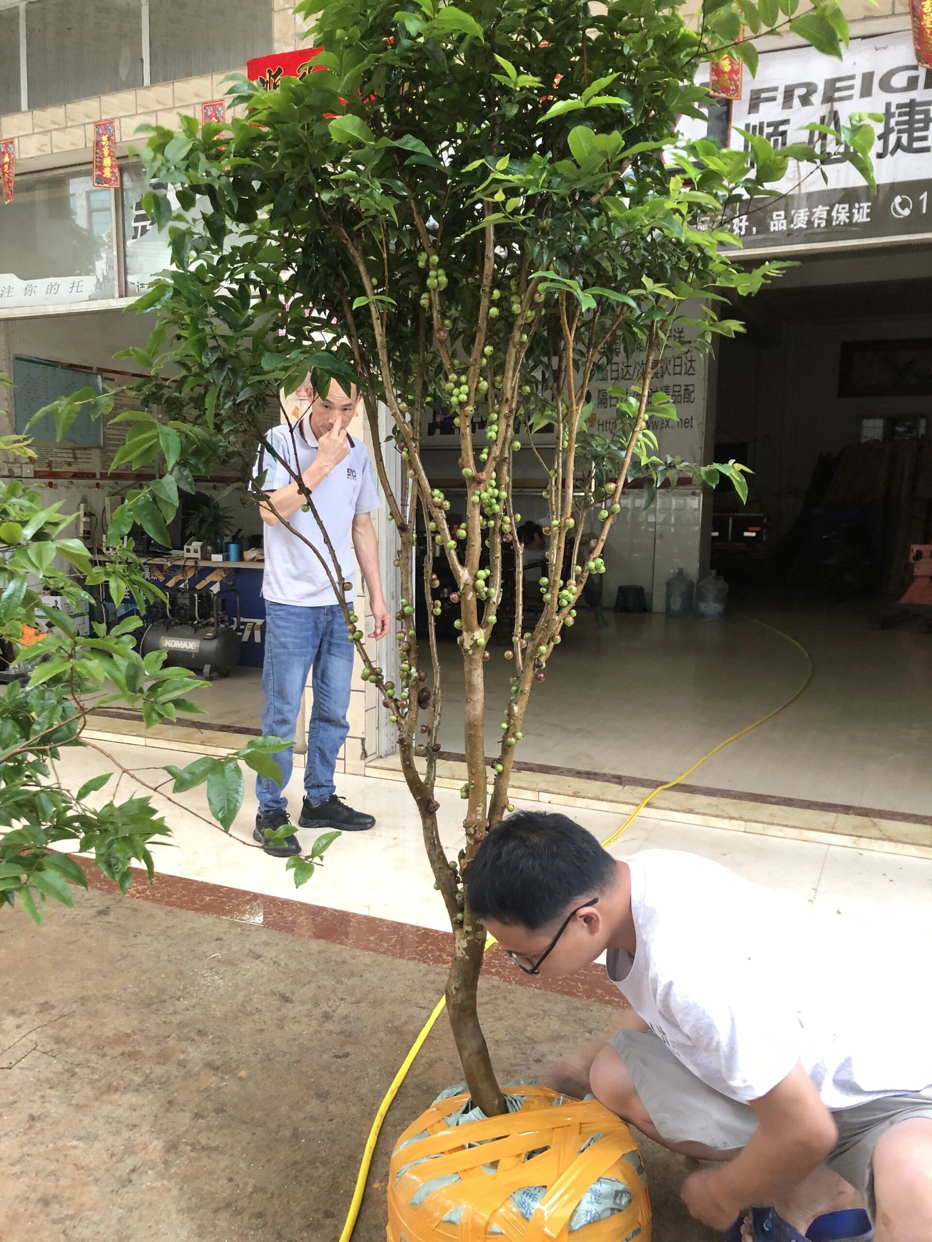 四季艾斯卡嘉宝果 一年结果6-8次的品种,结果累累,常年结果,阳台楼顶