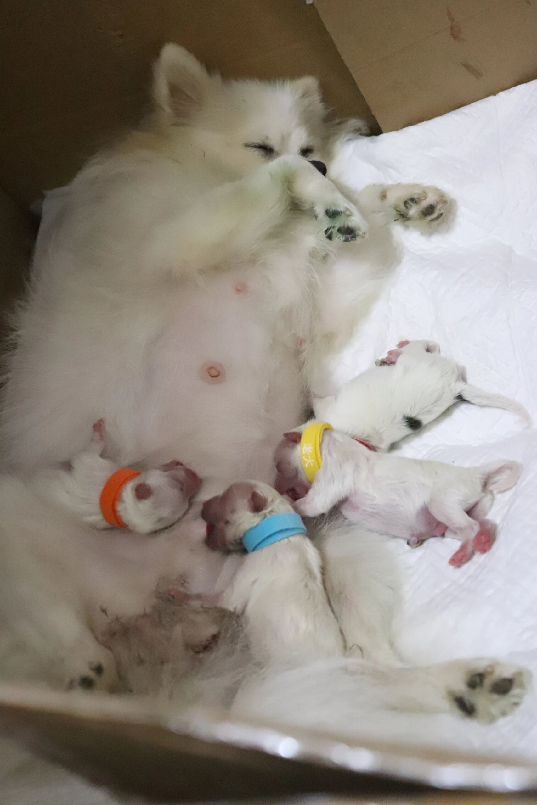 我家小博美生啦 舔舔好厉害,生下了4 只可爱的崽崽.