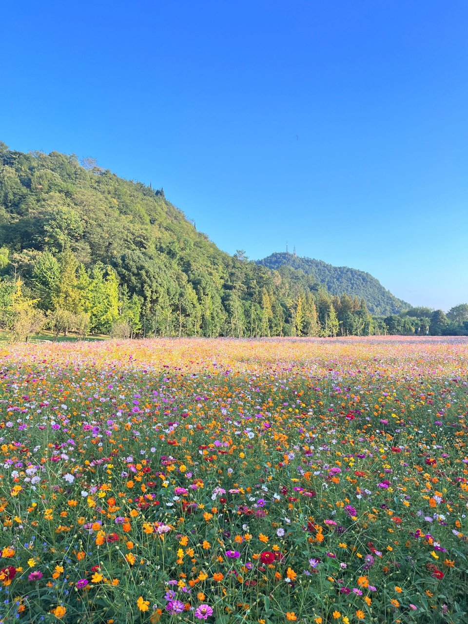 河源哪里有花海景点图片