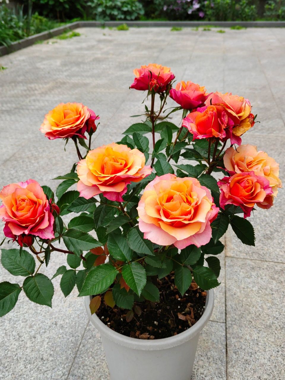 月季测评之 艾帕索 可能是花最大的微月了,可以比很多茶月季还大,橙黄