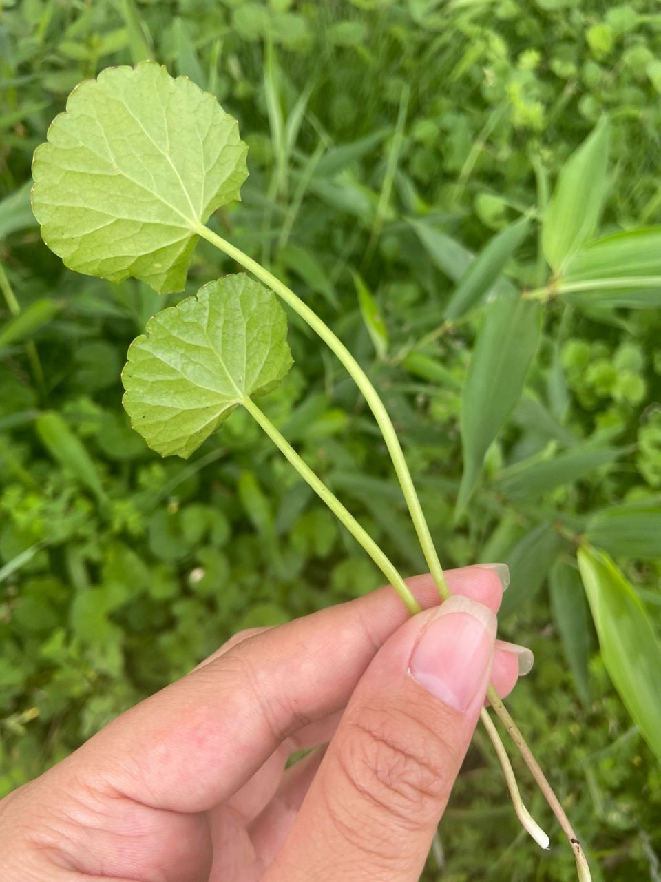 学习中草药,这是积雪草还是铜钱草? 求解,这是什么草药?