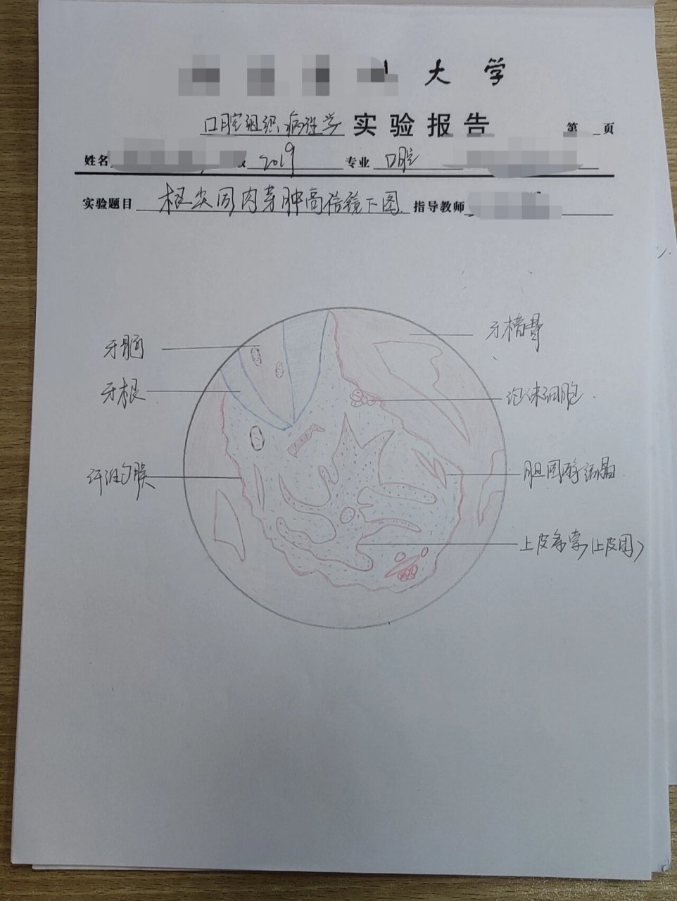 牙胚钟状期绘图图片