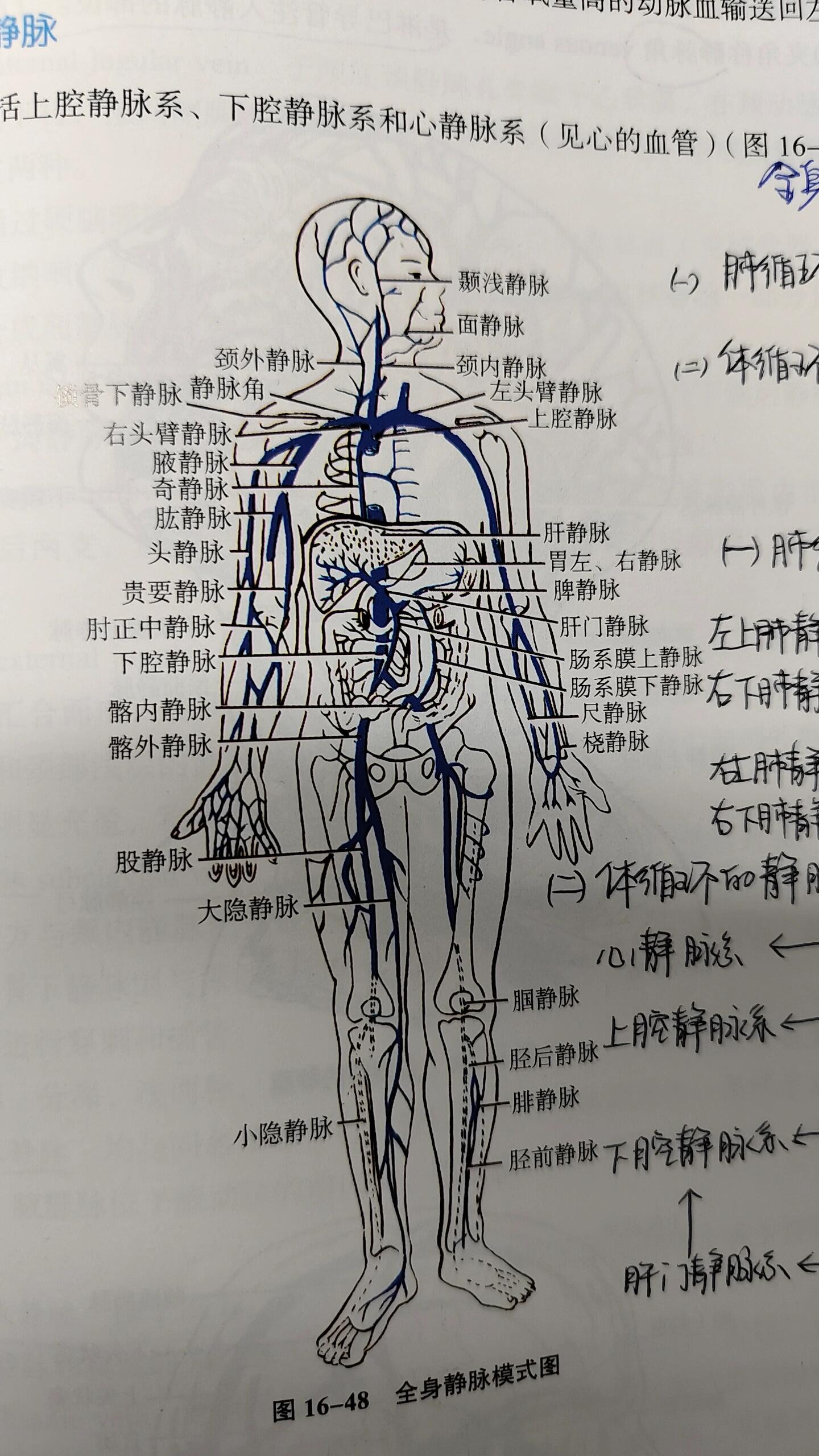 这静脉…92 太多了啊啊啊啊