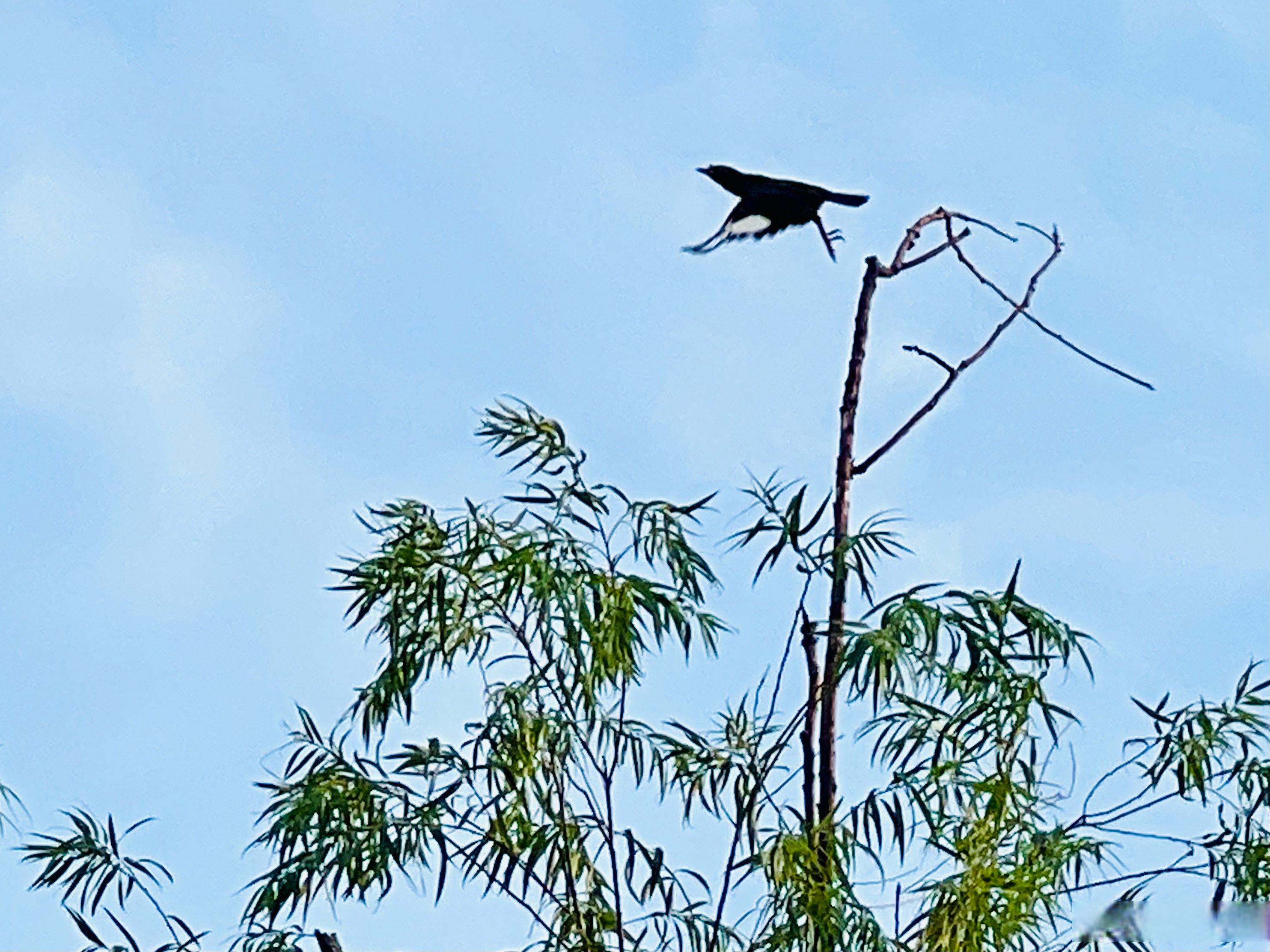 秋风刮过,鸟儿惊飞