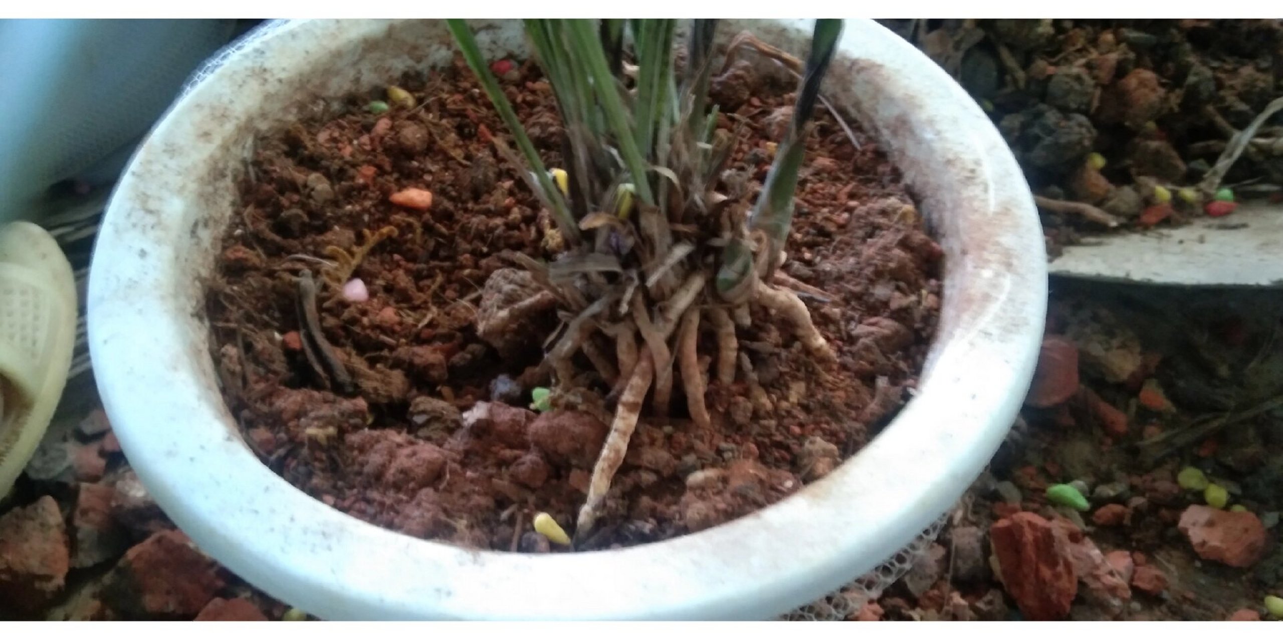 土植的兰花应清理一下芦头 栽兰花的时候,芦头应该与盆口一样平,今天