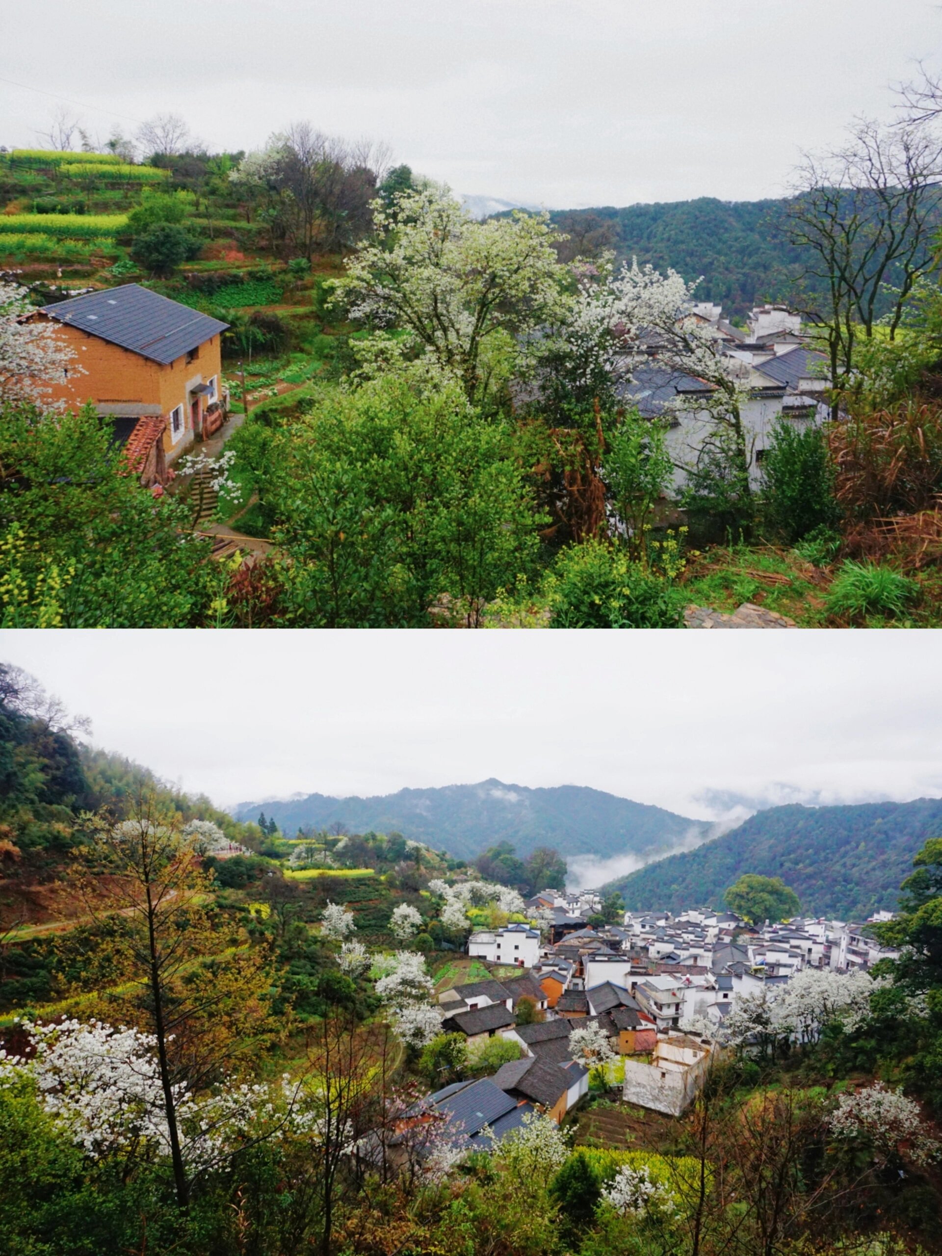 婺源查平坦|山巅云雾里的小众古村 很喜欢搜寻一些小众的旅行地 也总