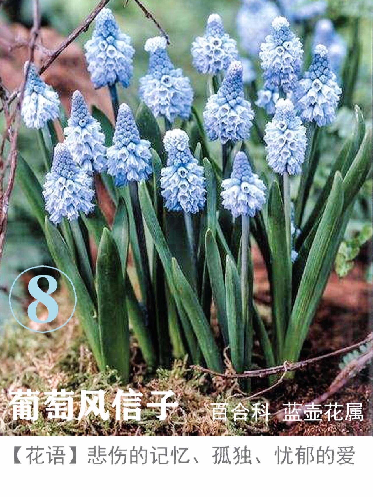 葡萄风信子花语:忧郁的爱,孤独  花语:悲伤的记忆,孤独,忧郁的爱以及