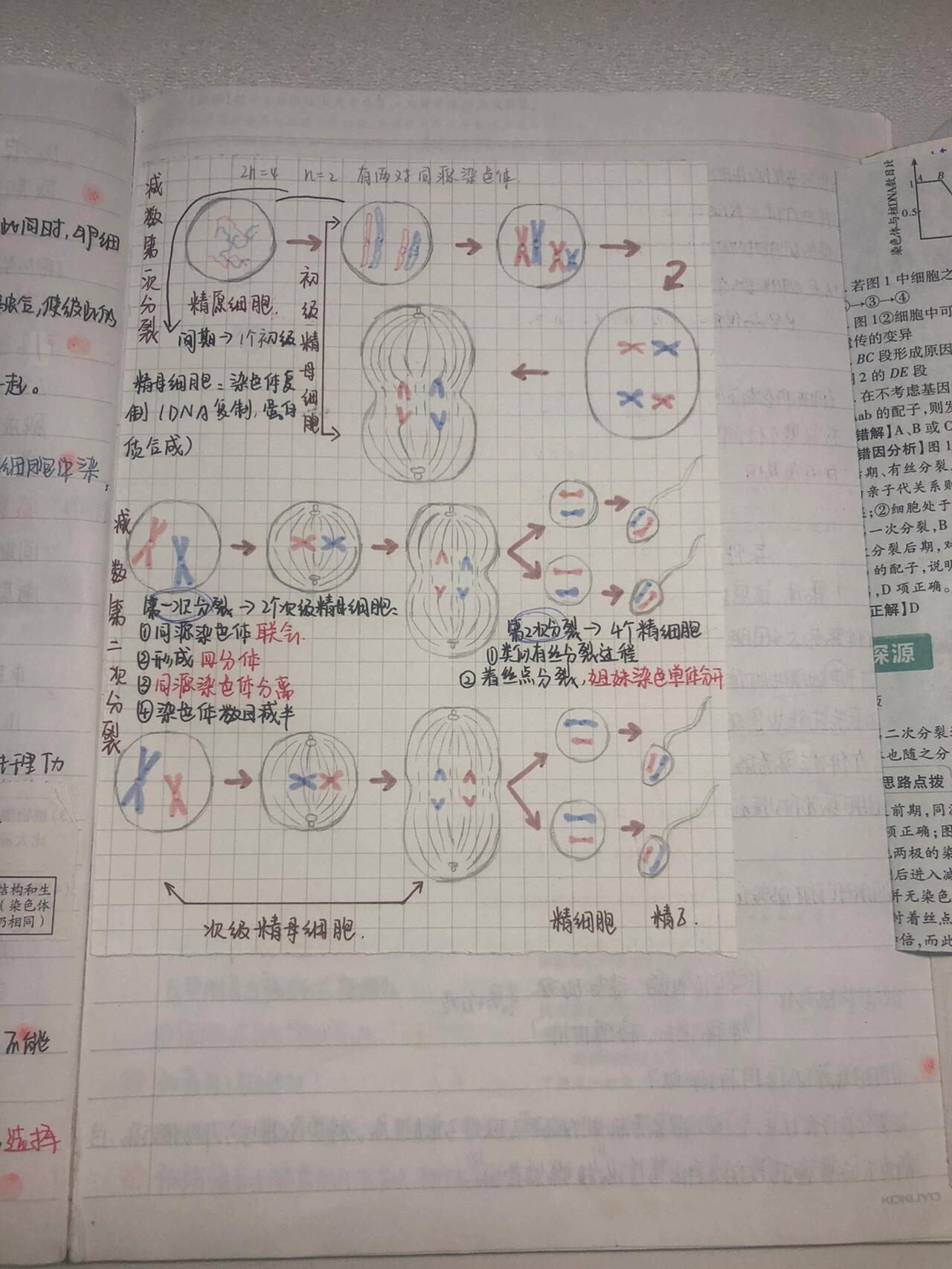 精细胞减数过程图手绘图片