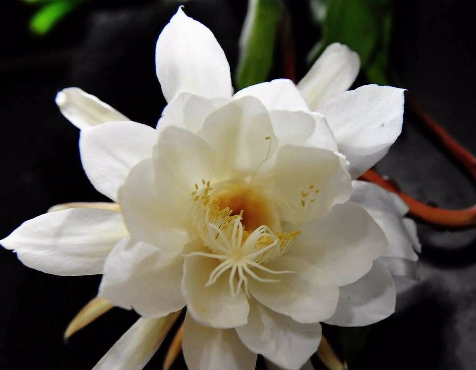 "昙花-月下美人" 昙花别称:琼花,昙华,鬼仔花,韦陀花,因其从花朵渐放