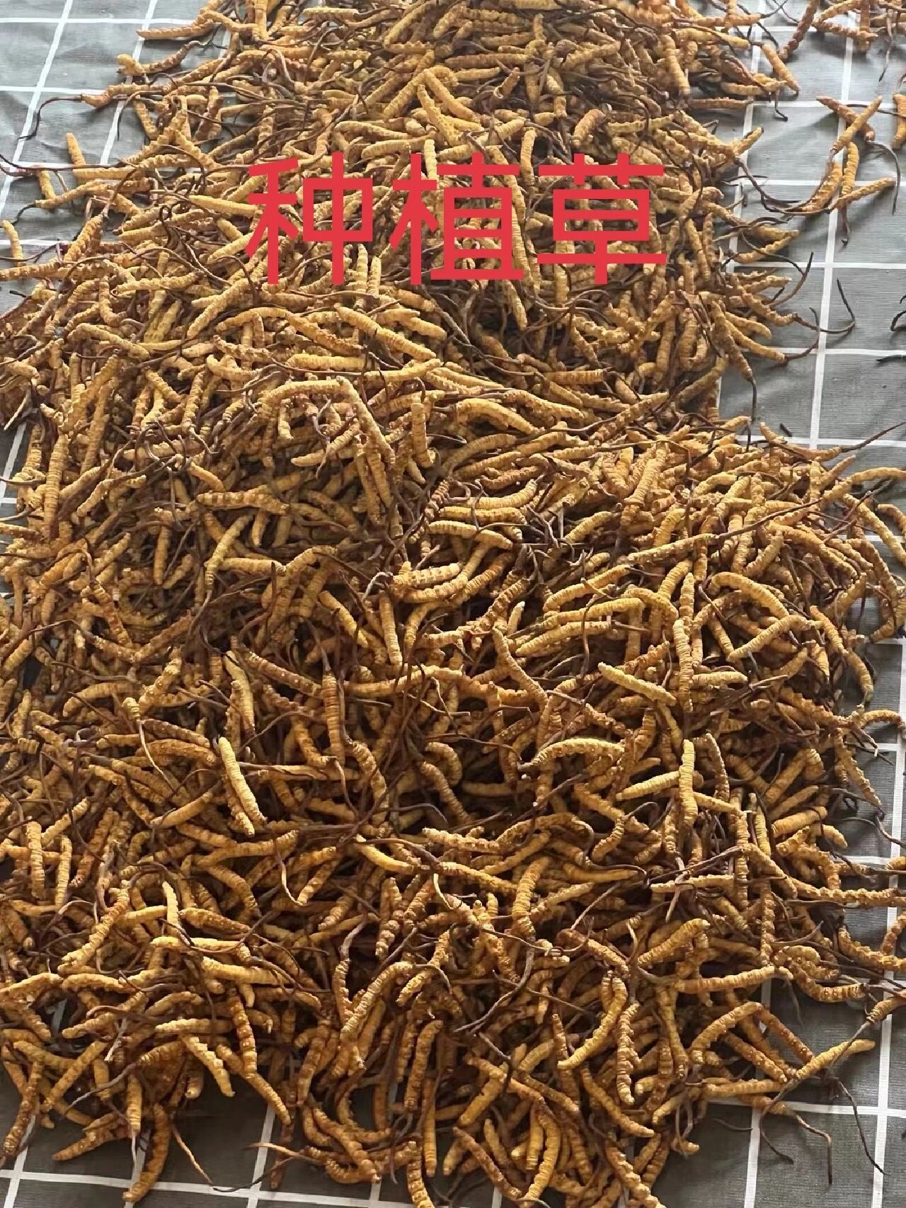 美国玉米：出口数据变化 全球产量调整(图1)