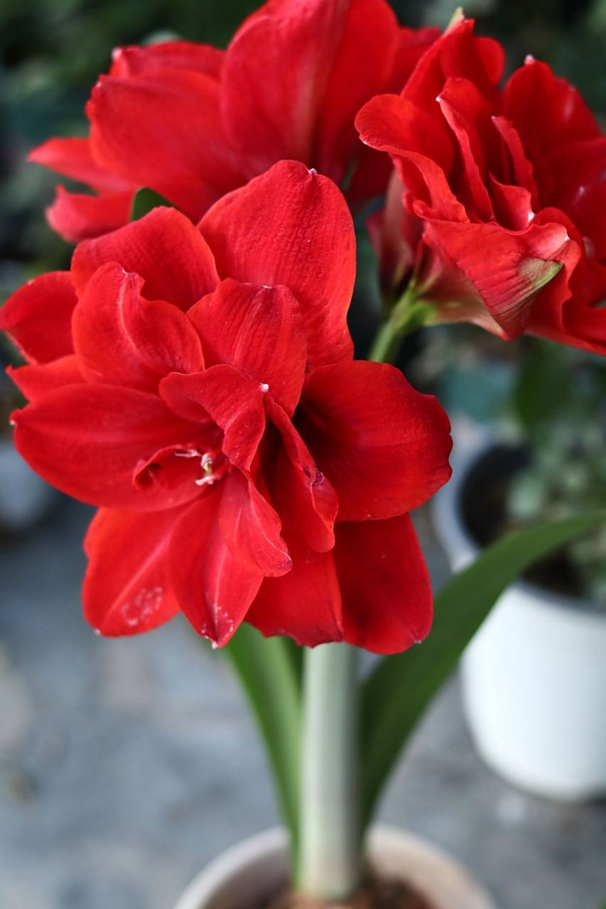 朱顶红:樱桃妮芙 两广开挂区的朱顶红,种起来种起来,太优秀了,以前对