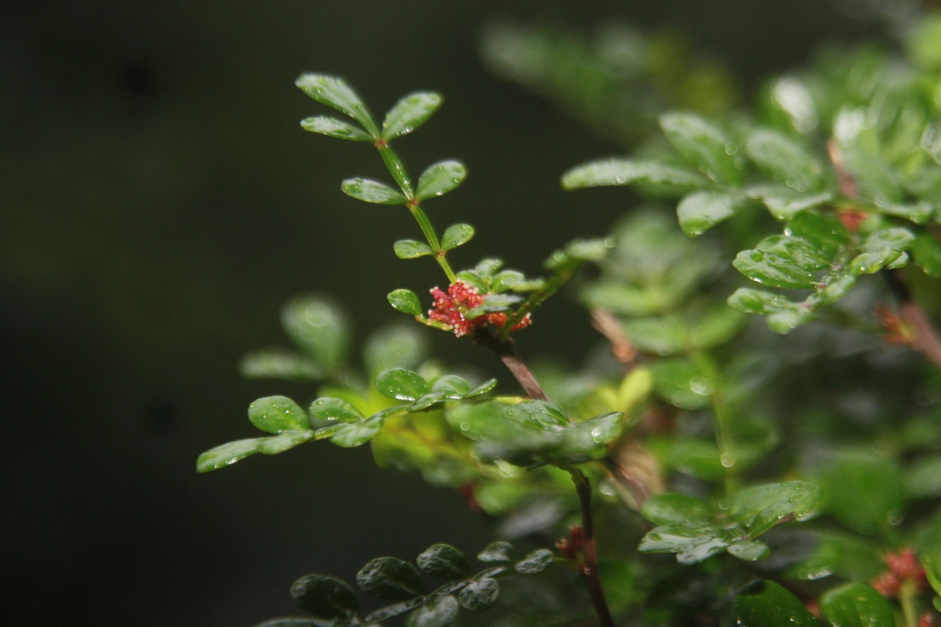 胡椒木开花了98 之前还以为是长得小叶片,最近几天开始变成红色了