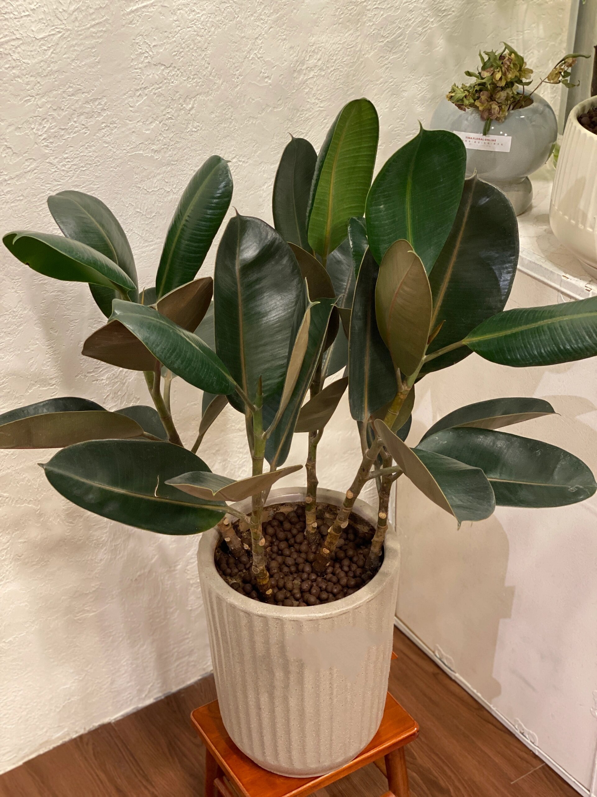 东莞花店|绿植分享 绿植界的小金刚 橡皮树 皮实的橡皮树在绿植界有