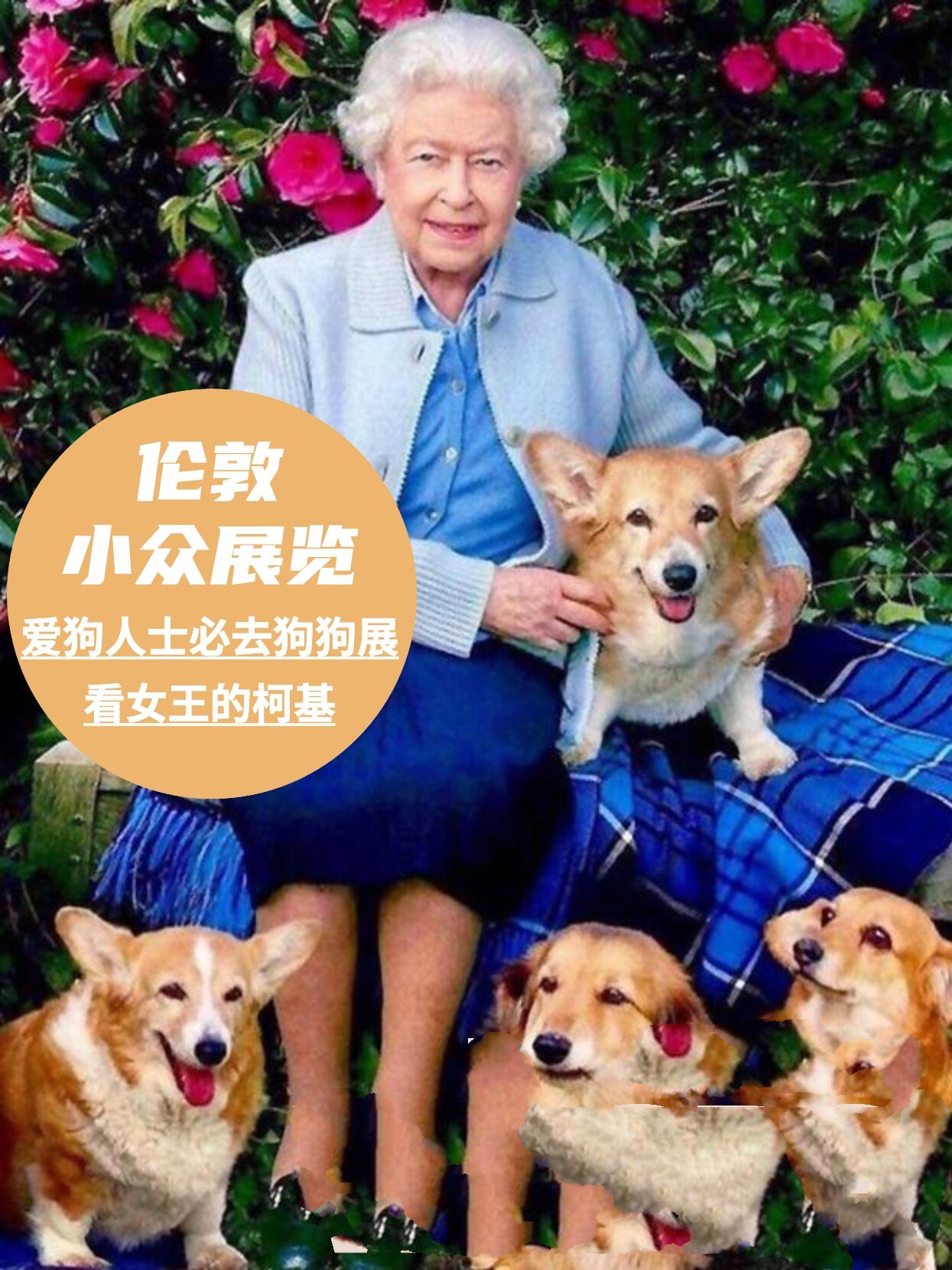伦敦看展|超治愈的狗狗展 英国女王的柯基