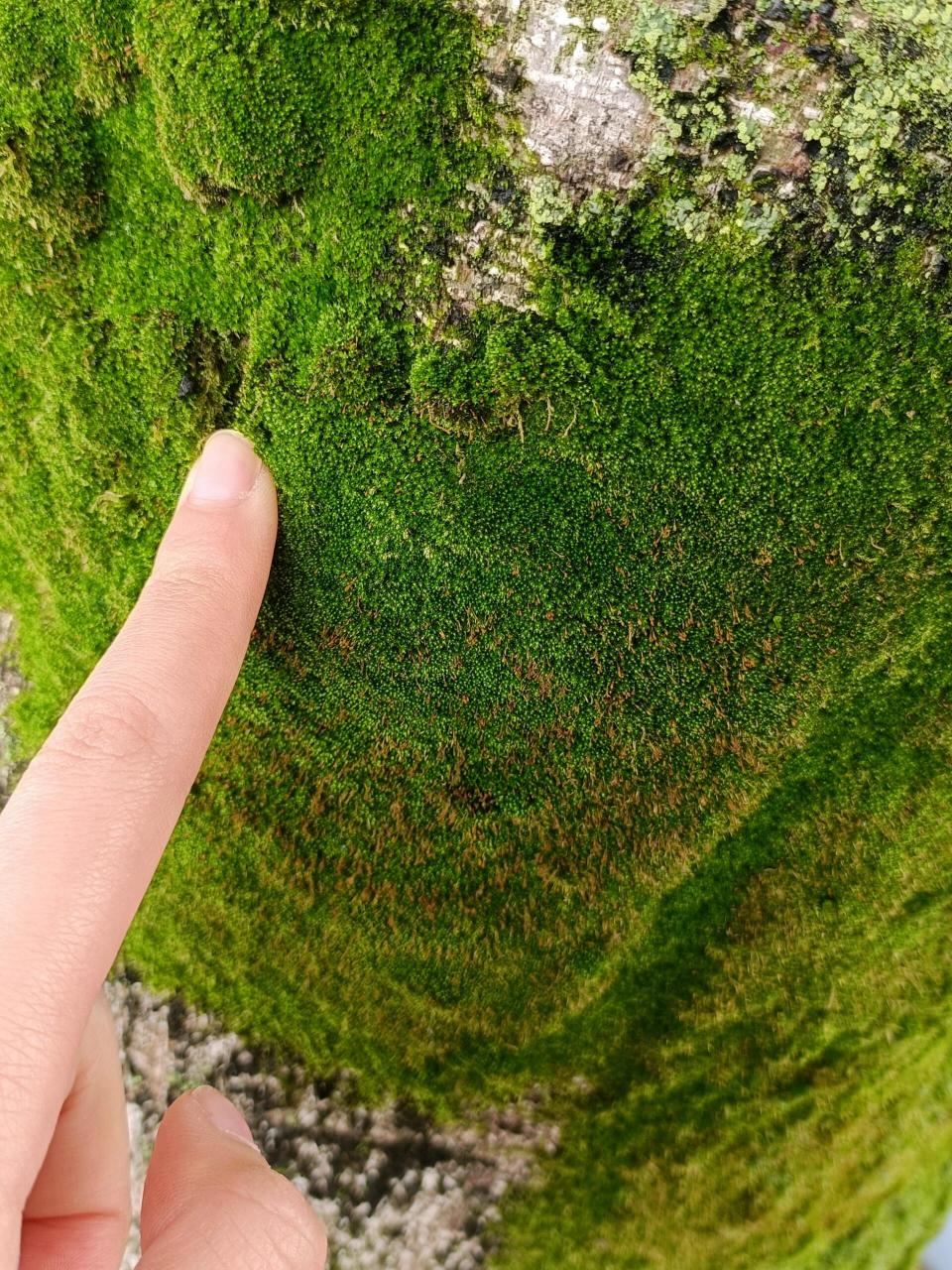 被青苔的触感戳中 之前觉得青苔是湿哒哒的 有点恶