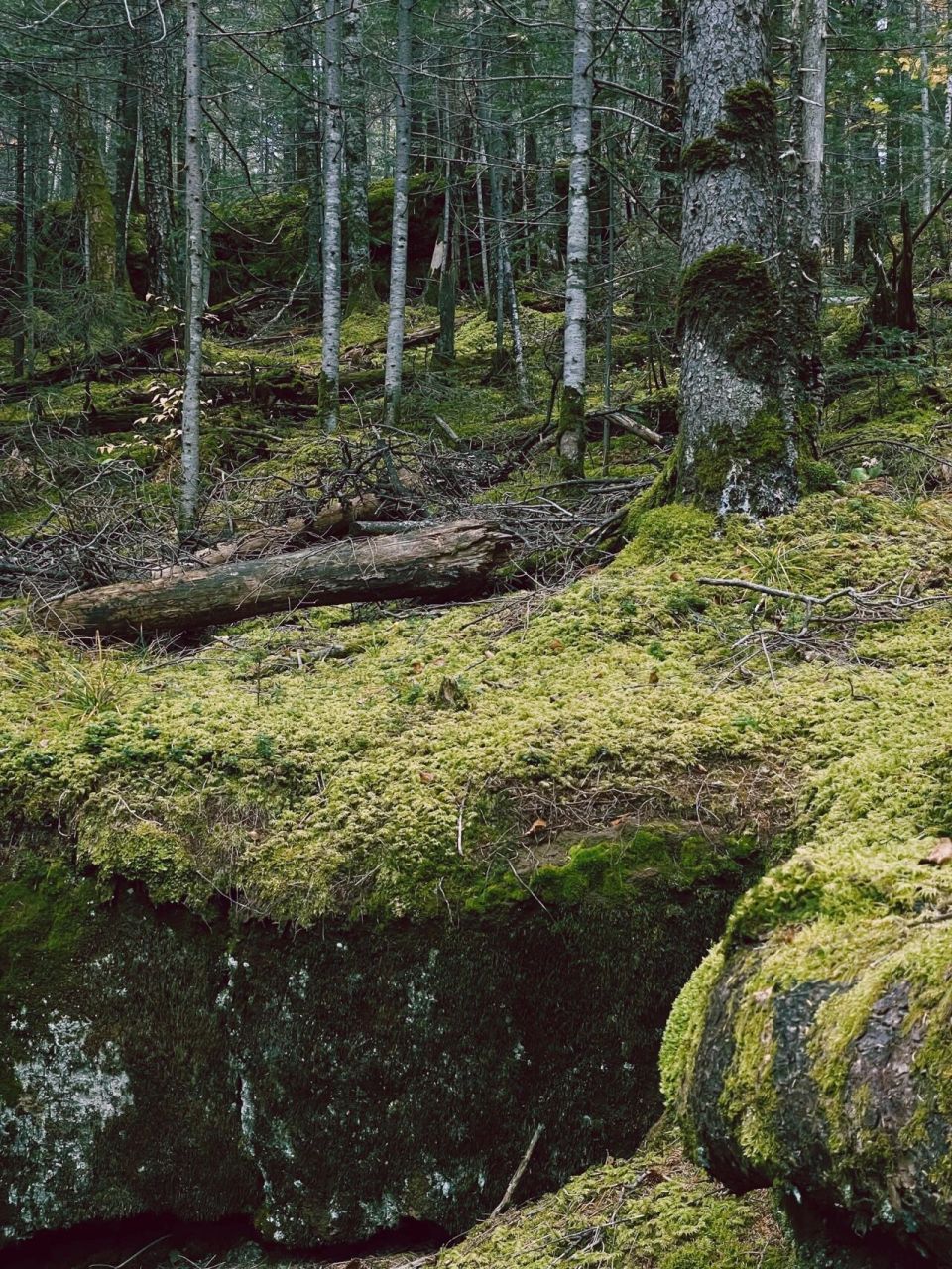 长白山·地下森林 -------- 地下森林位于长白山北坡景区内,千百年来