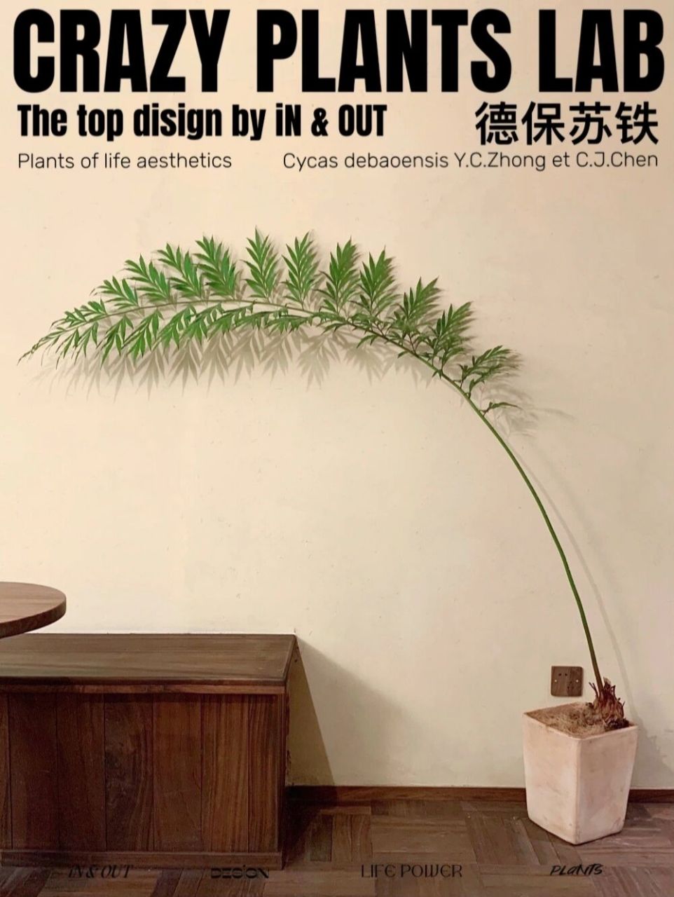 一叶成森林的德保苏铁室内绿植盆栽 被誉为珍贵的"活化石",凤尾一般