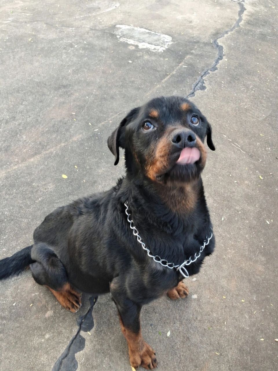 我的第三只罗威纳 黑豹 我亲爱的弟弟 很抱歉没有照顾好你 让你离开了