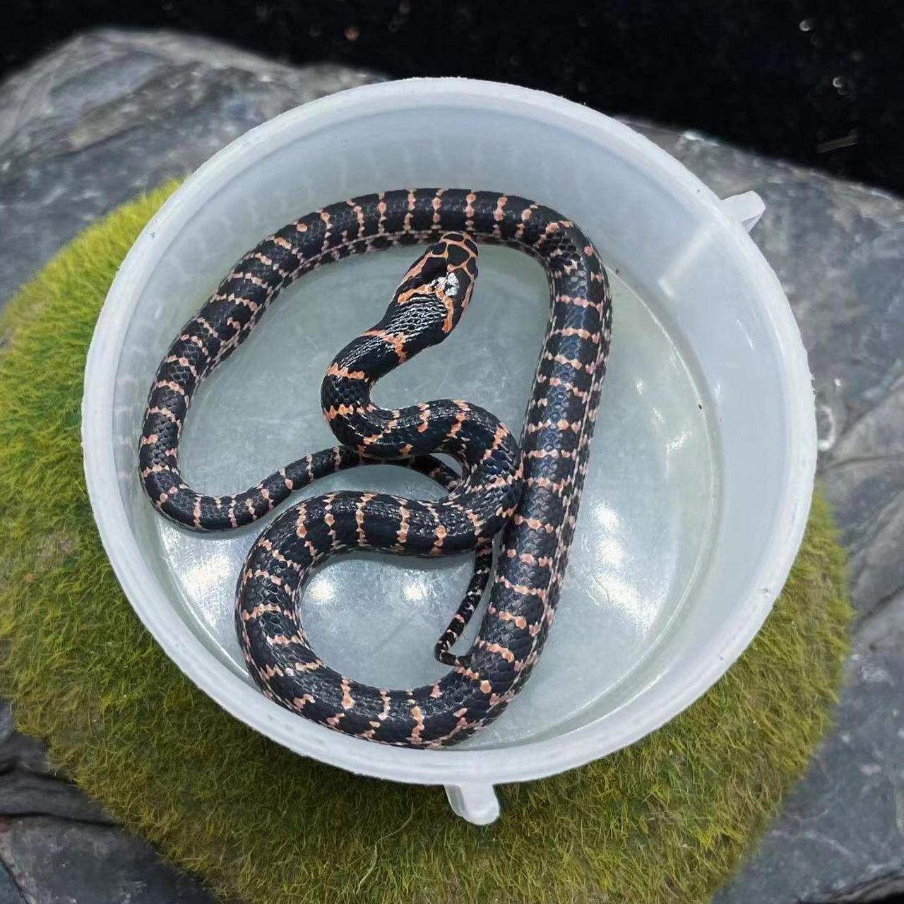 变异赤链蛇9615 来货了 超级好养 吃鱼切块就行 各位老板 需要的