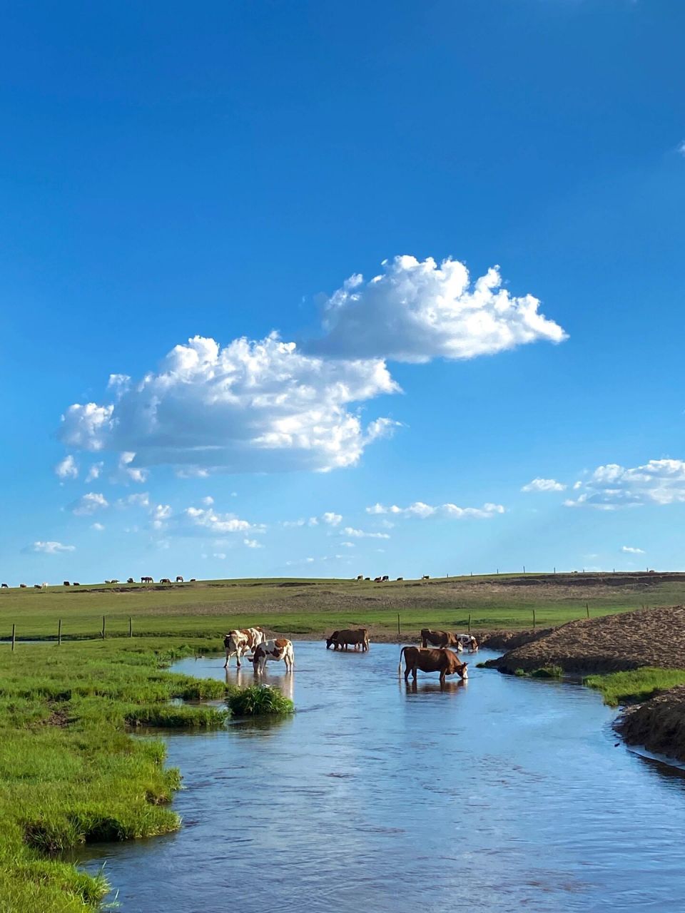 正蓝旗 | 慧温河 夏天这边景色很美,有沙地,河流,草地～现在的露营地