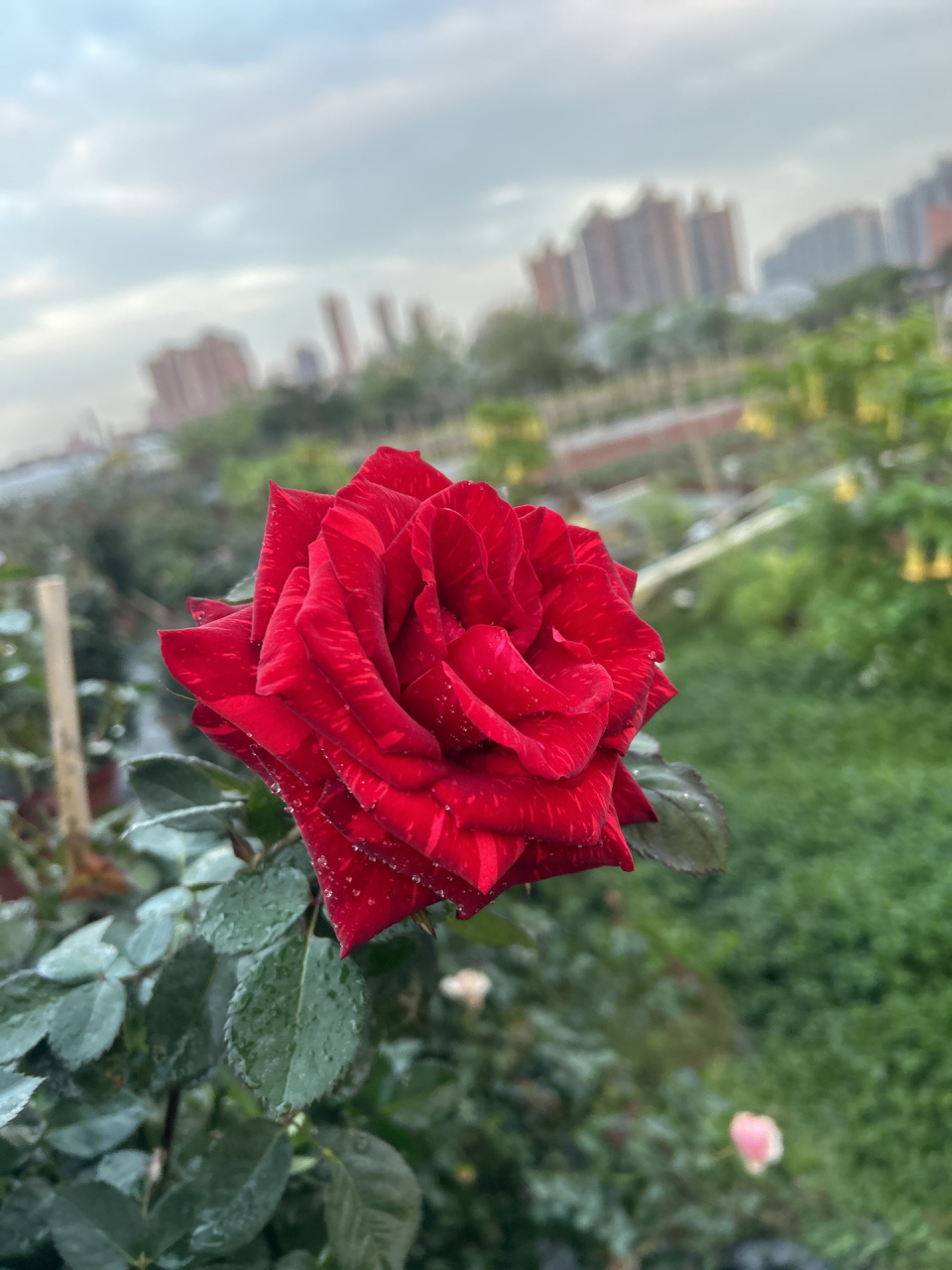 红色直觉 灌木月季花 花色:深红和浅红组成的条纹,花径在可以达到8