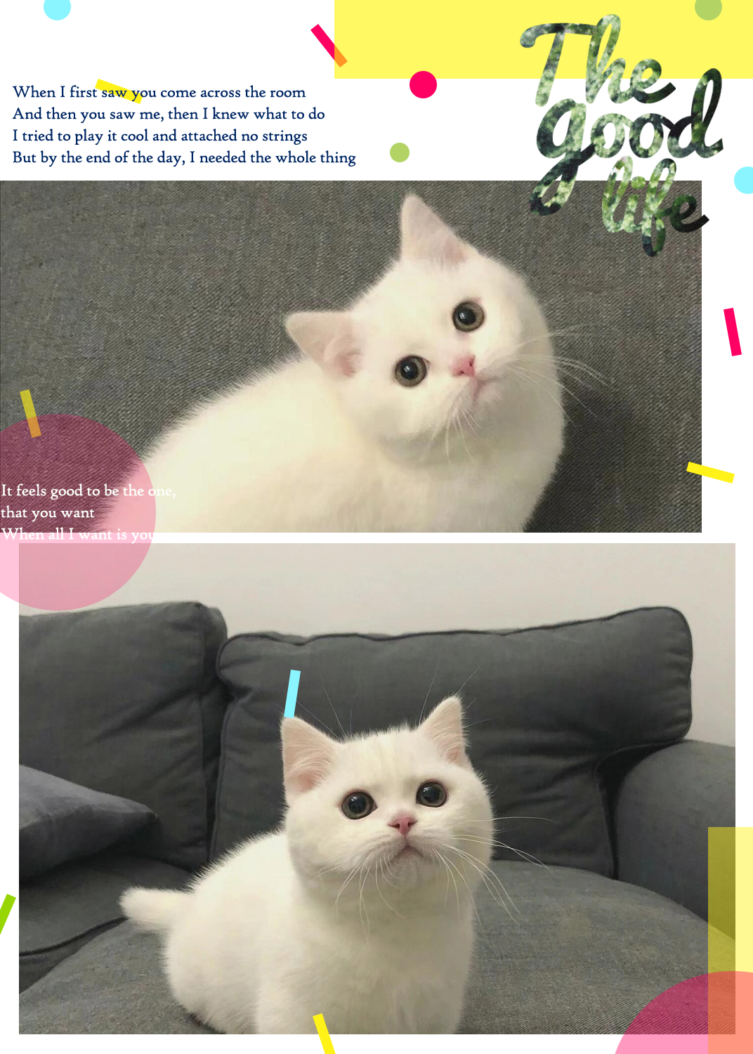 五只小宝贝,曼基康矮脚猫幼崽,两个月半大,已经可以开始吃猫粮啦!