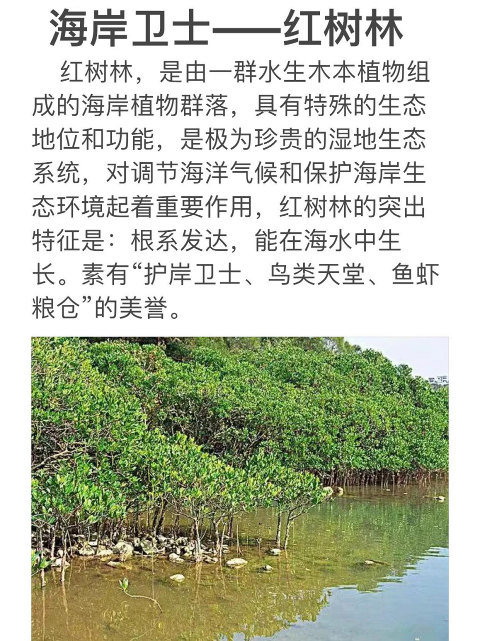 高考地理|干货|红树林|高中地理工作坊 海岸卫士——红树林 红树林,是