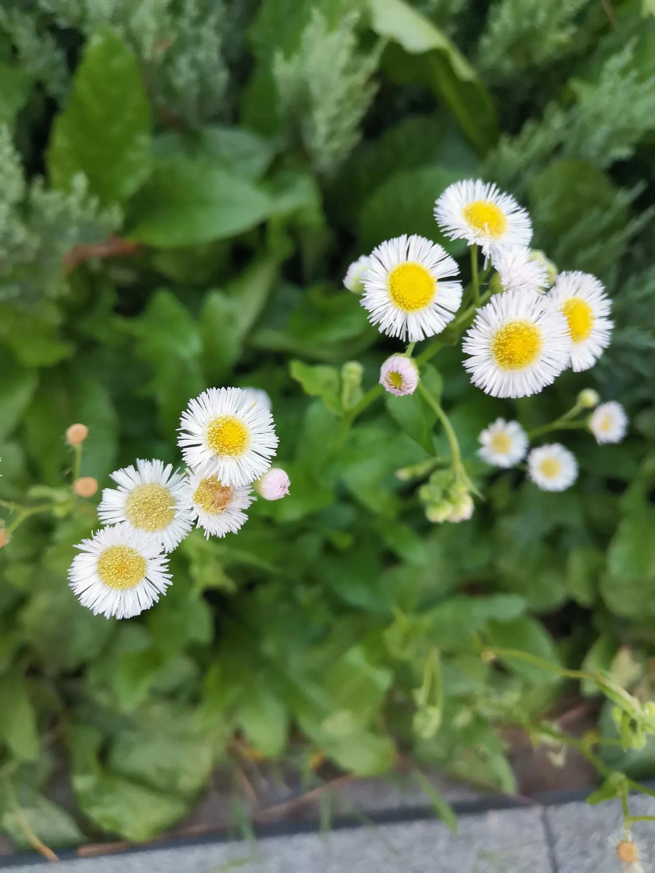 头条创作游园会 路边看到这种小小的菊花它叫春飞蓬花期3