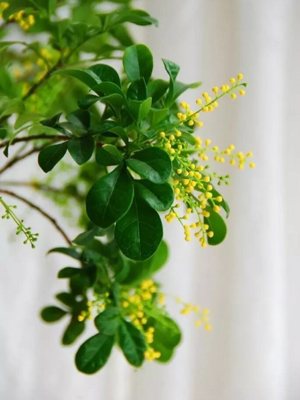 米兰花这么养,开花期花香飘满屋 米兰花,学名为米仔兰,像"四季米兰","