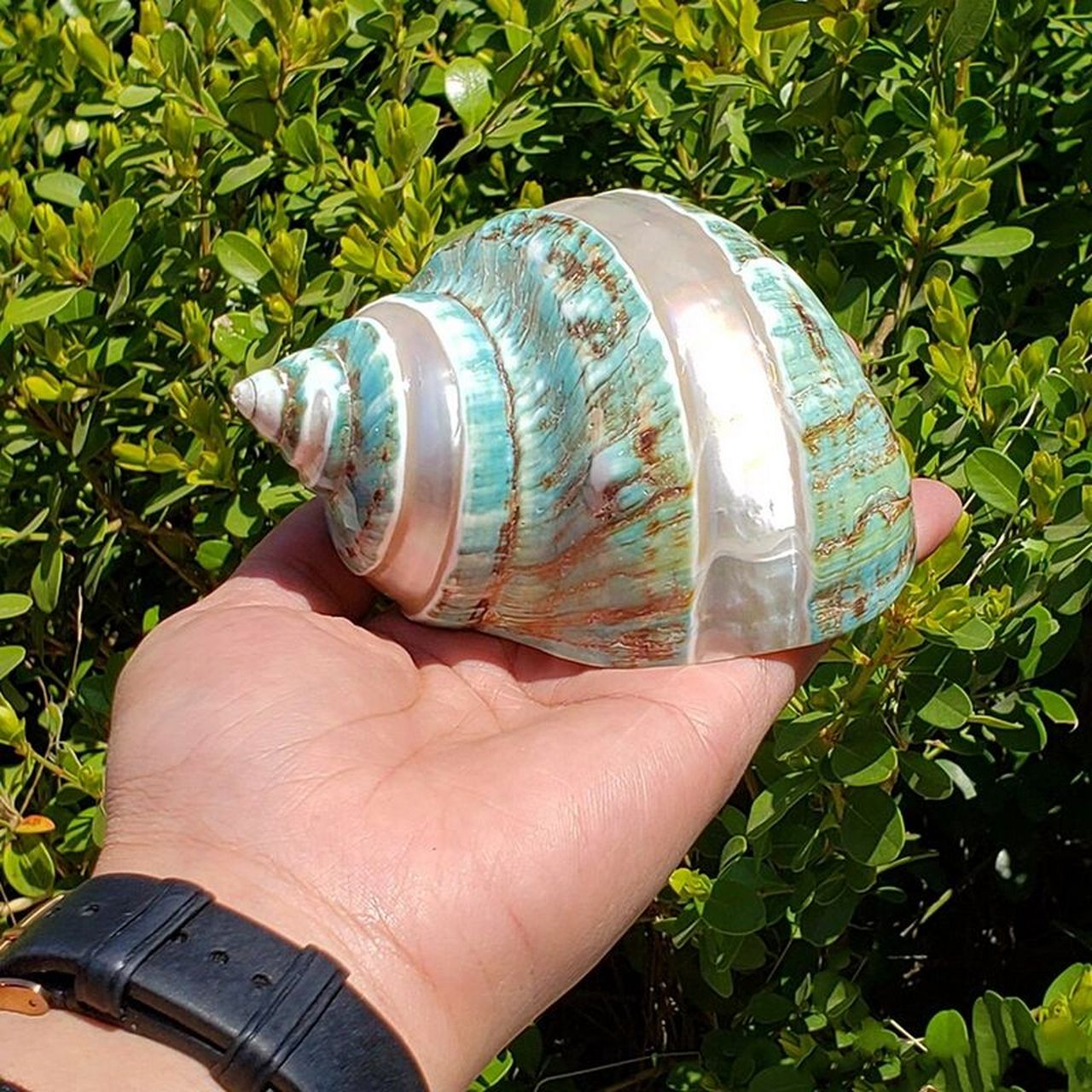 好物种草 | 名彩贝螺·天然海螺摆件 来自大海的艺术品