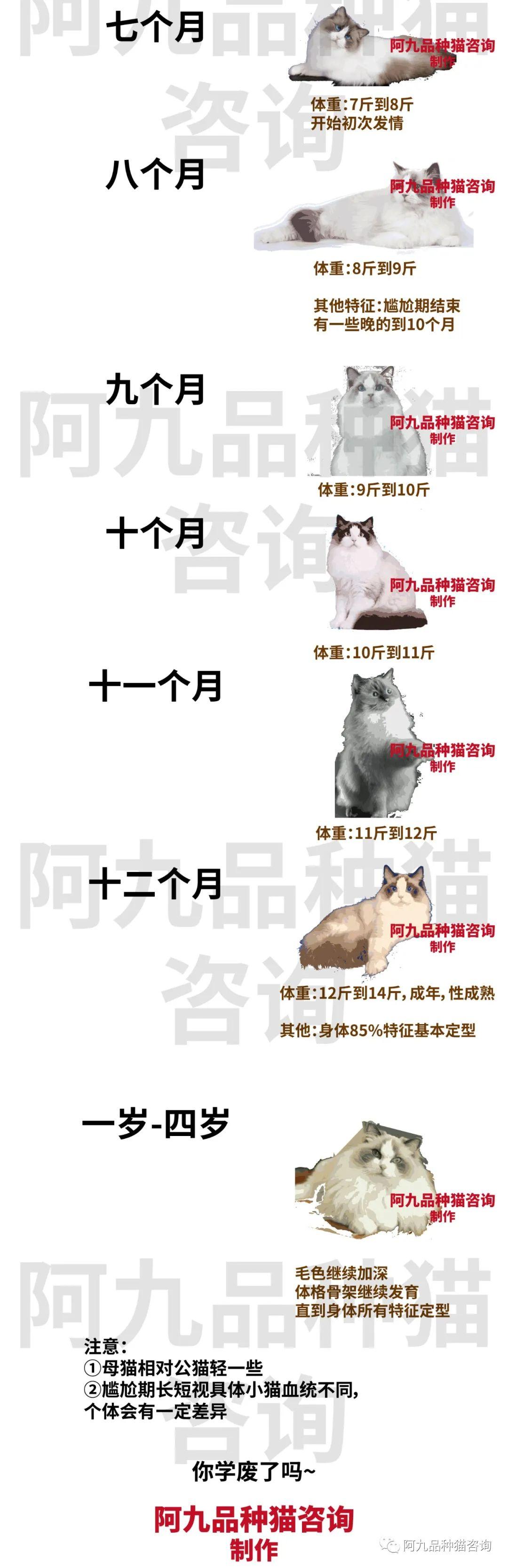 猫从小到大的成长图图片