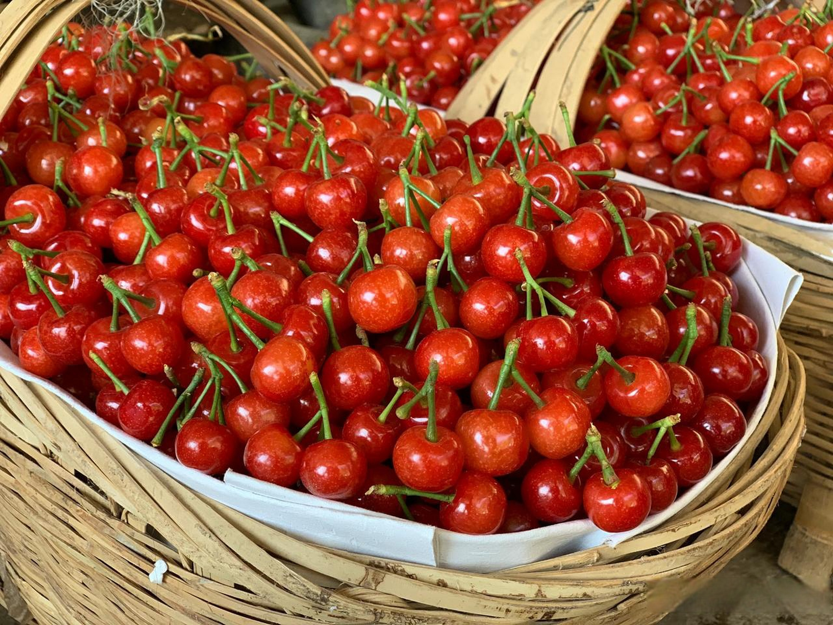 米易黄草的中华小樱桃