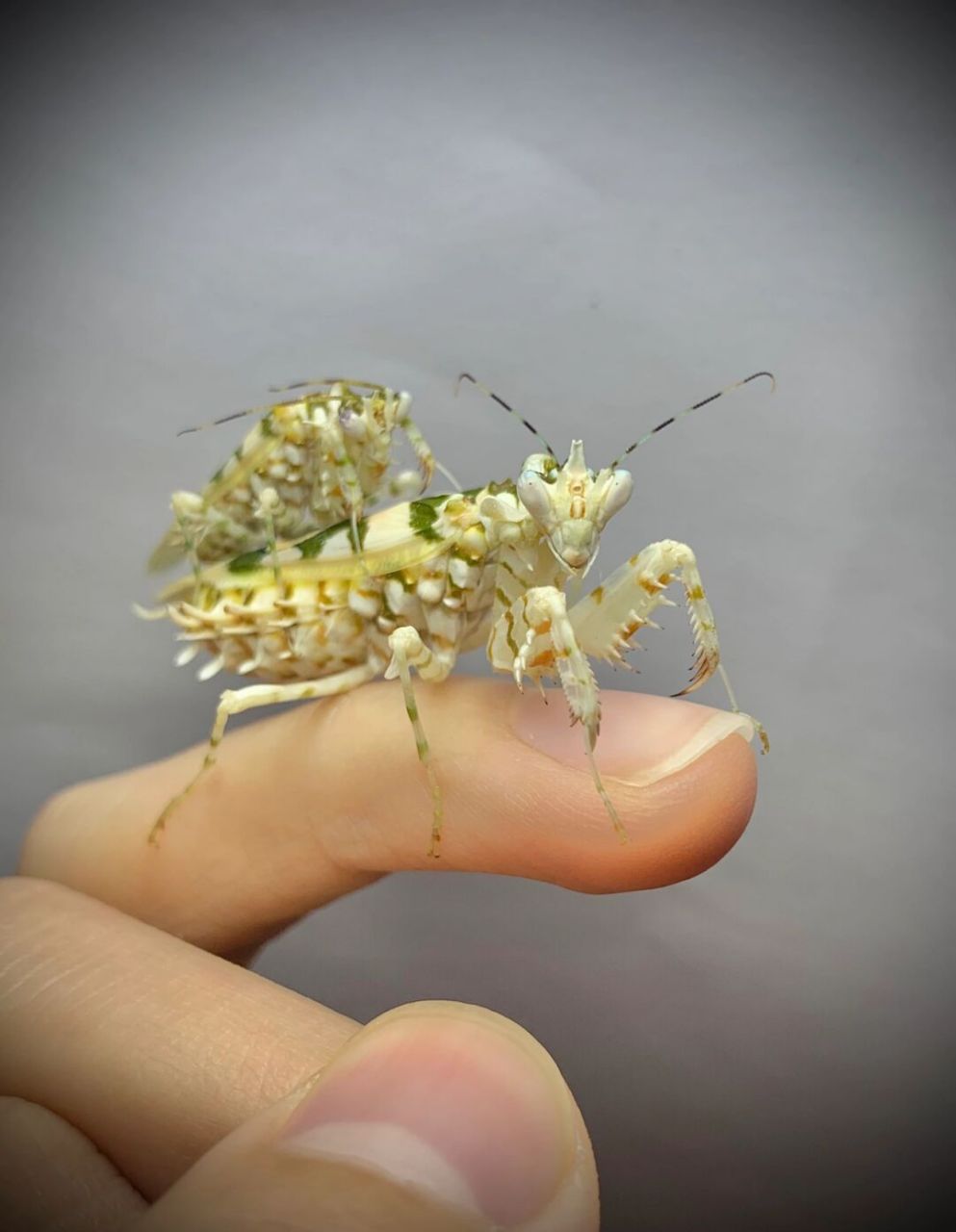 配了五次还活着的公刺花 这只公挺给力的[笑哭]#螳螂# #刺花螳螂