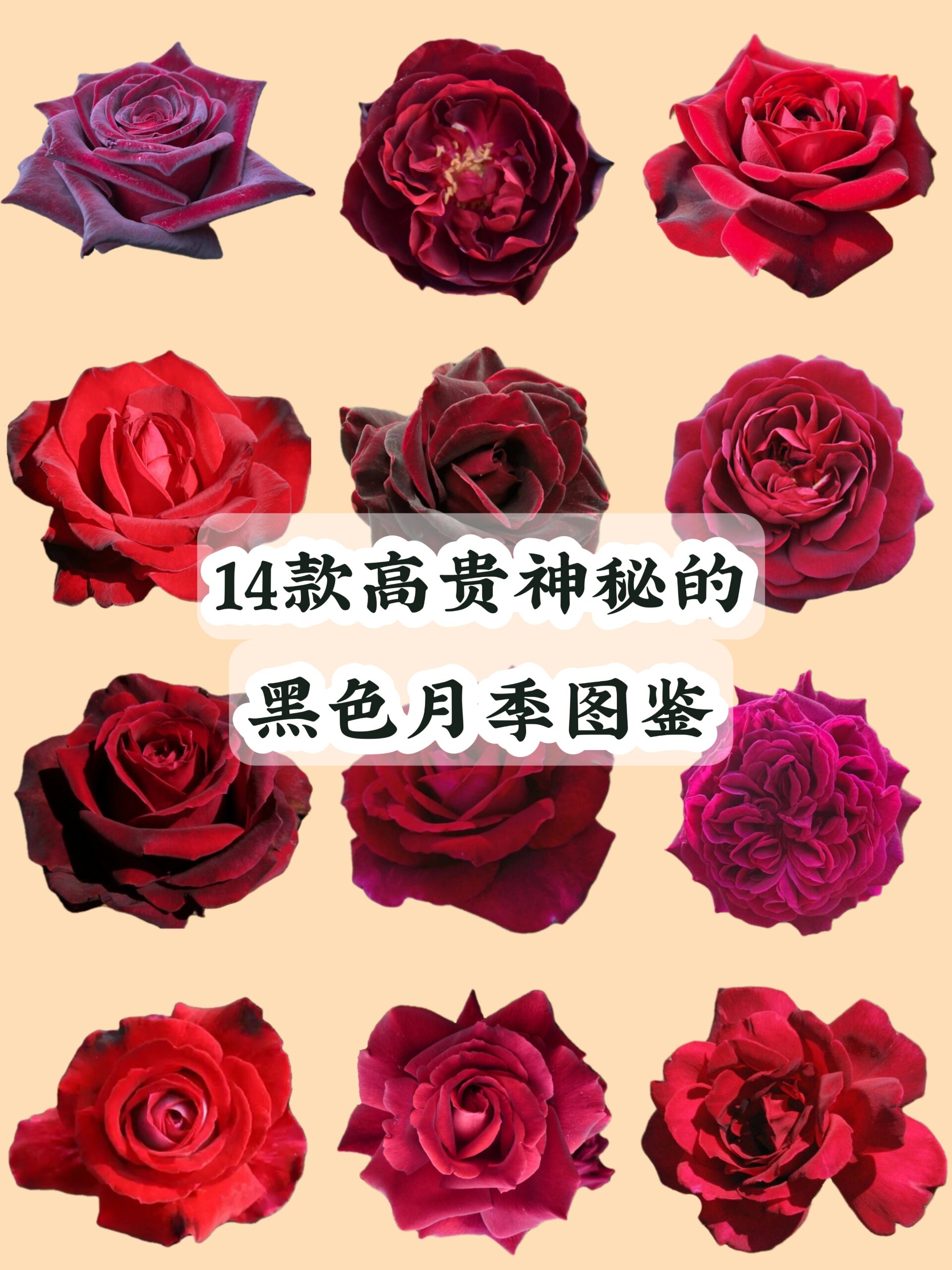 品种图鉴丨14款高贵神秘的黑色月季图鉴 1.