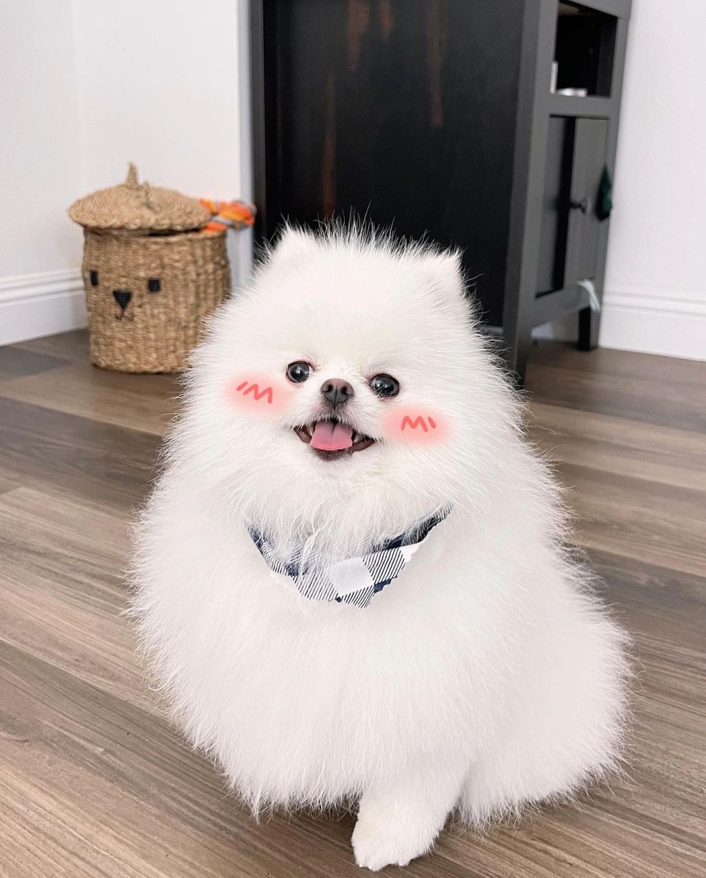 宝藏经验:如何让剃毛后的小博美重新爆毛 今天带momo去剪毛,剪毛小姐