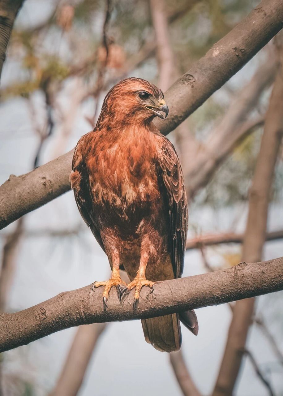 鸟类图鉴|普通鵟之君临天下 在成都植物园和这只普通鵟不期而遇,这不