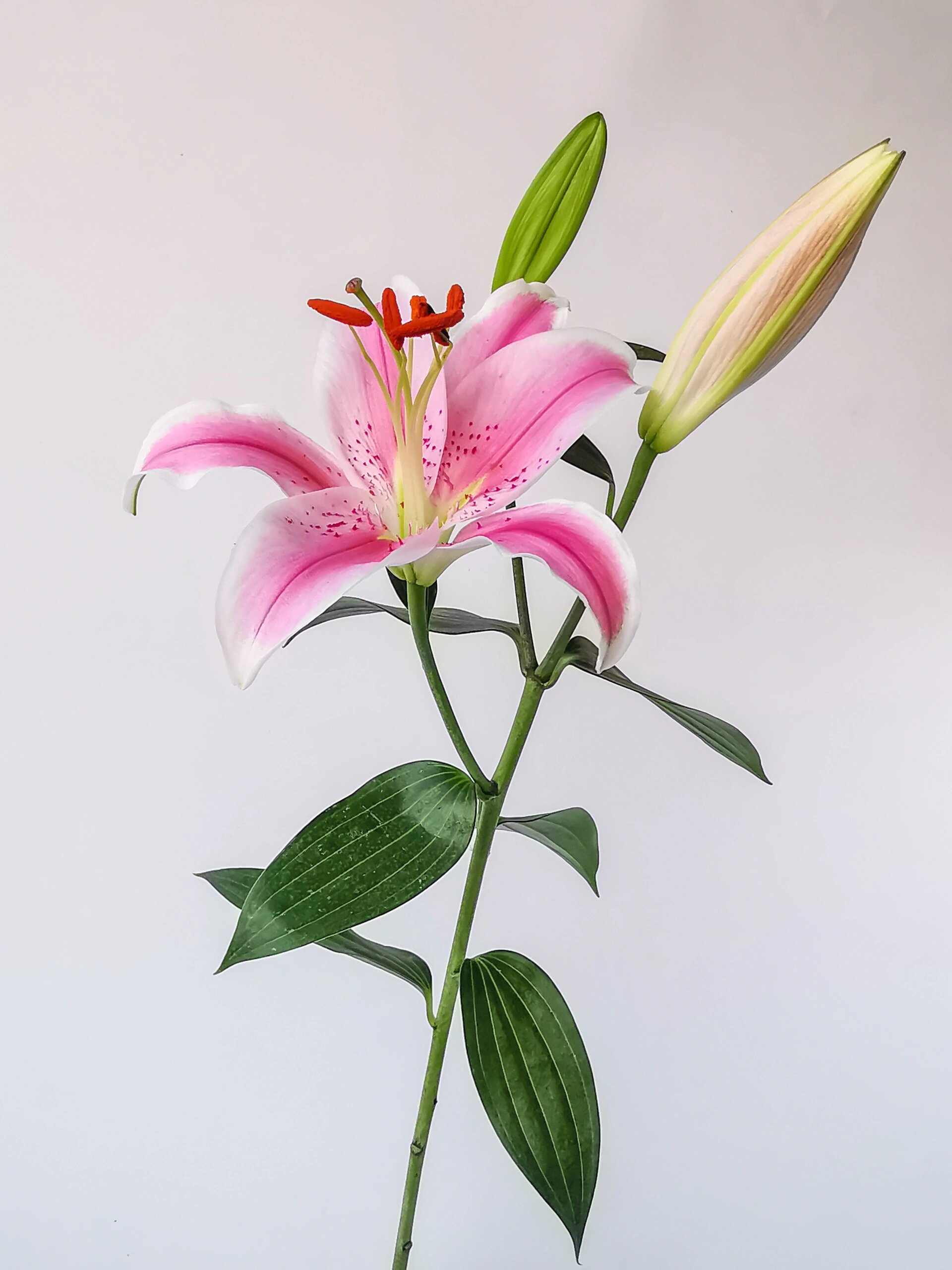 绘画素材:百合花