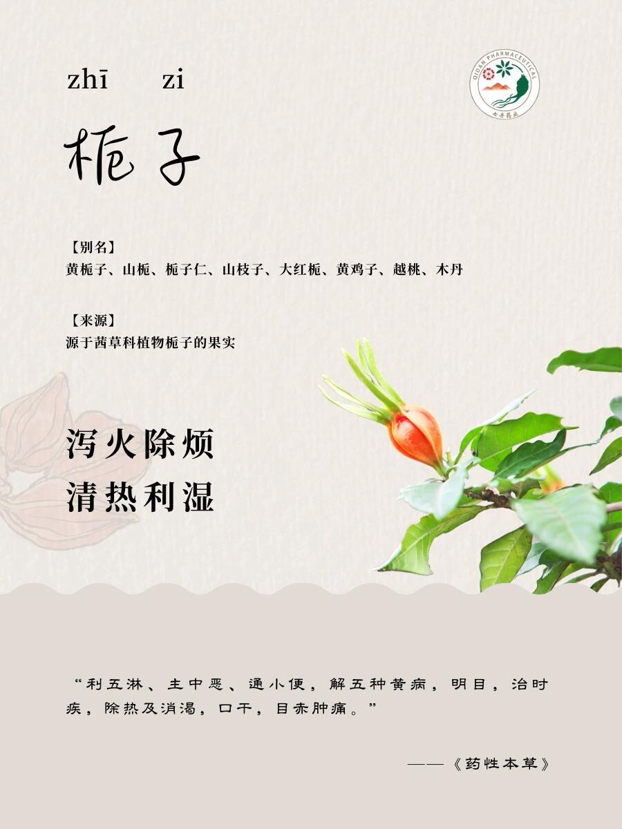 栀子91 | 泄火,凉血,利湿 【性味】味苦,性寒.归心,肺,三焦经.